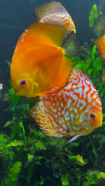 a couple of fish that are in some water