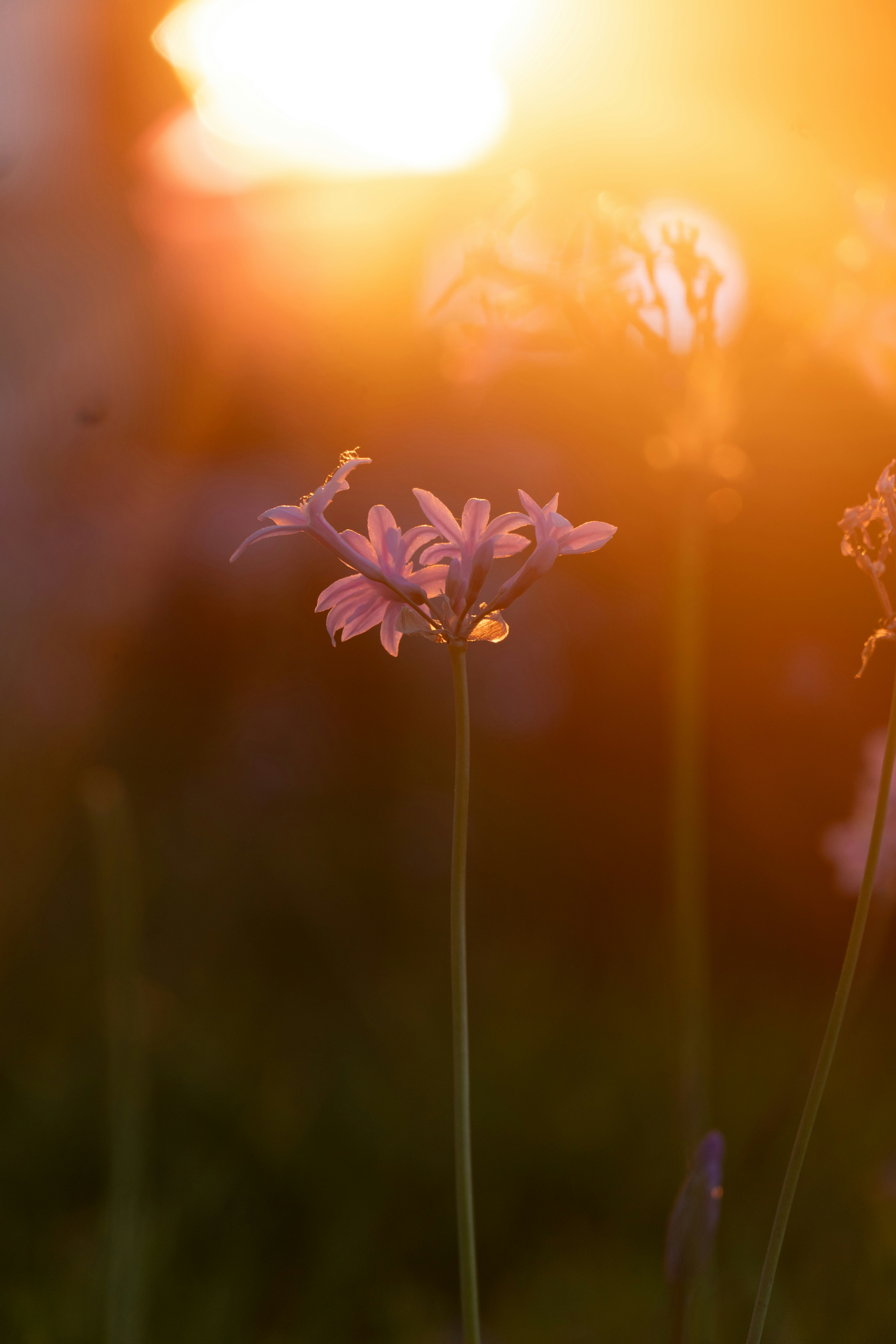 Photo by nishatsamadzai2001