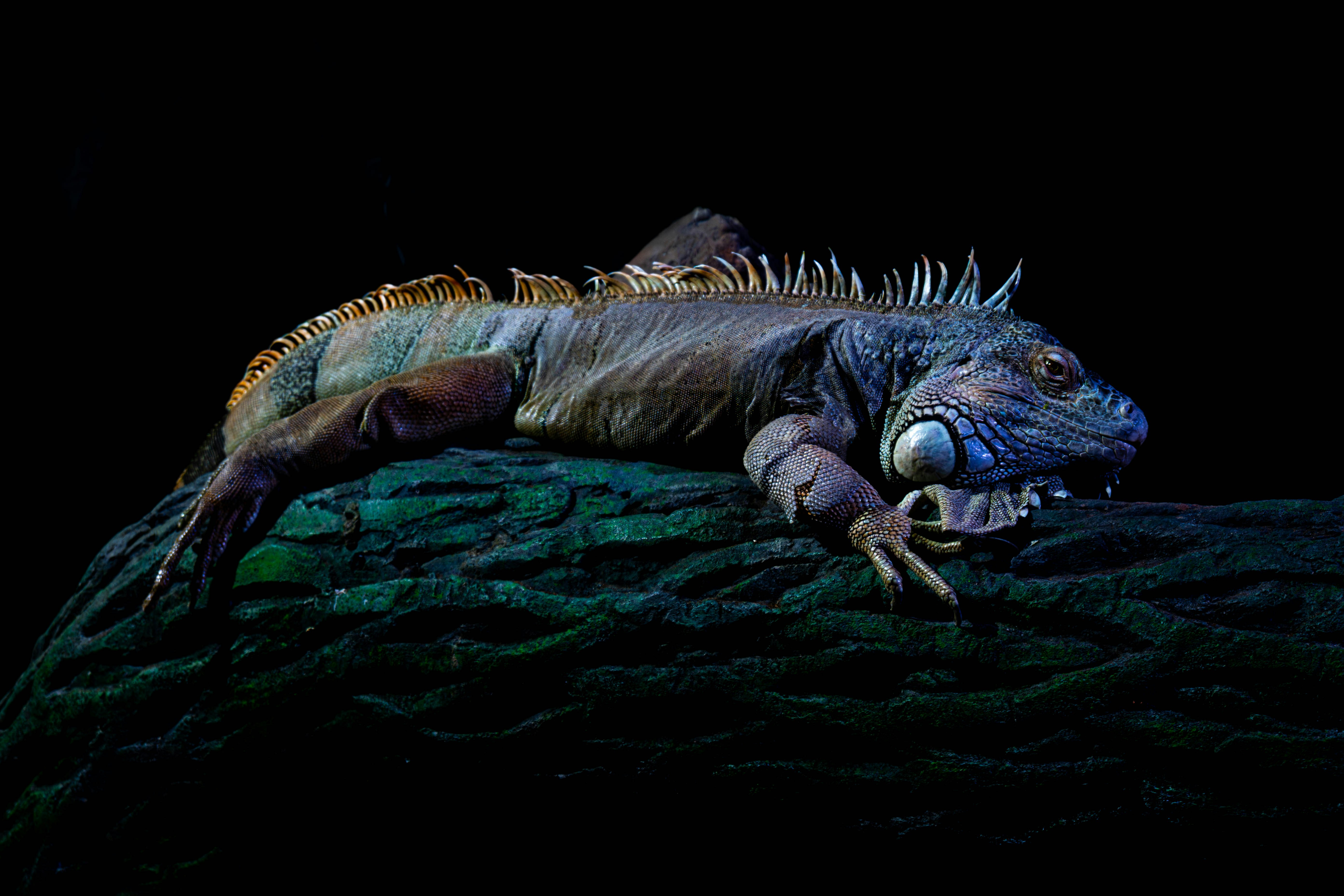 지네 나오는 꿈 해몽: 상황별 길몽/흉몽 구분 이미지1