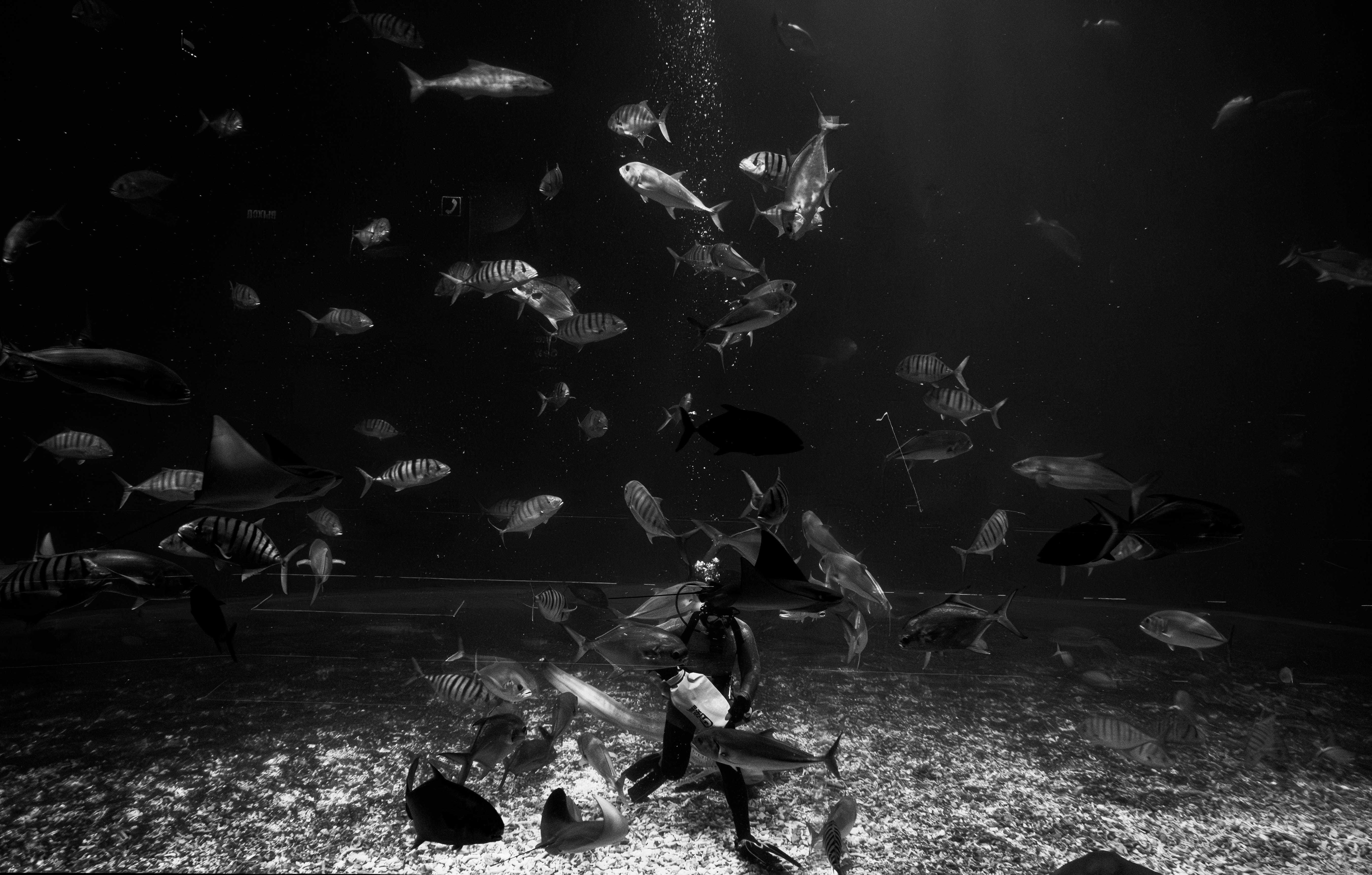 foto hitam putih seorang pria menyelam di laut