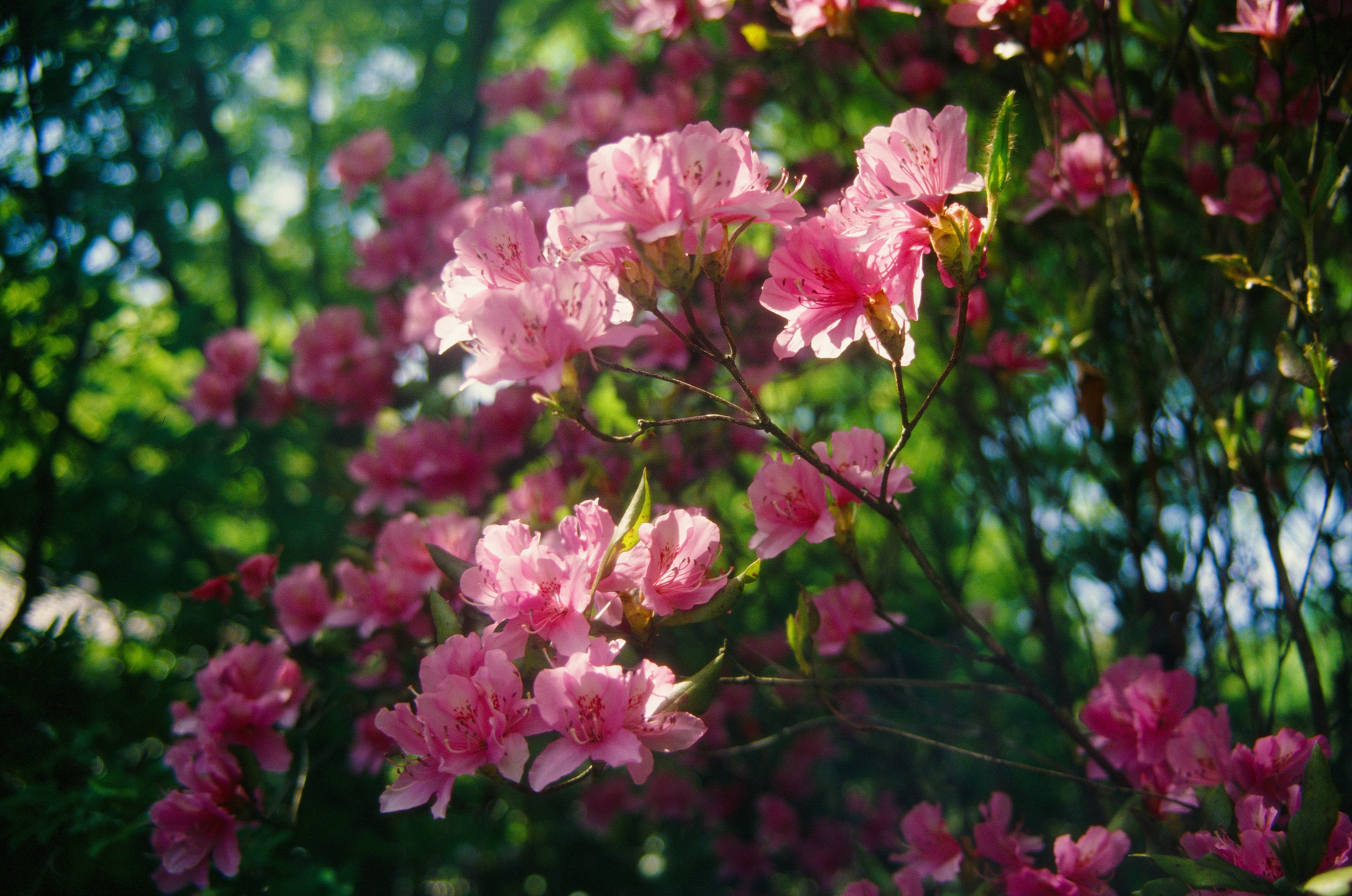 Photo by kyhuang1054