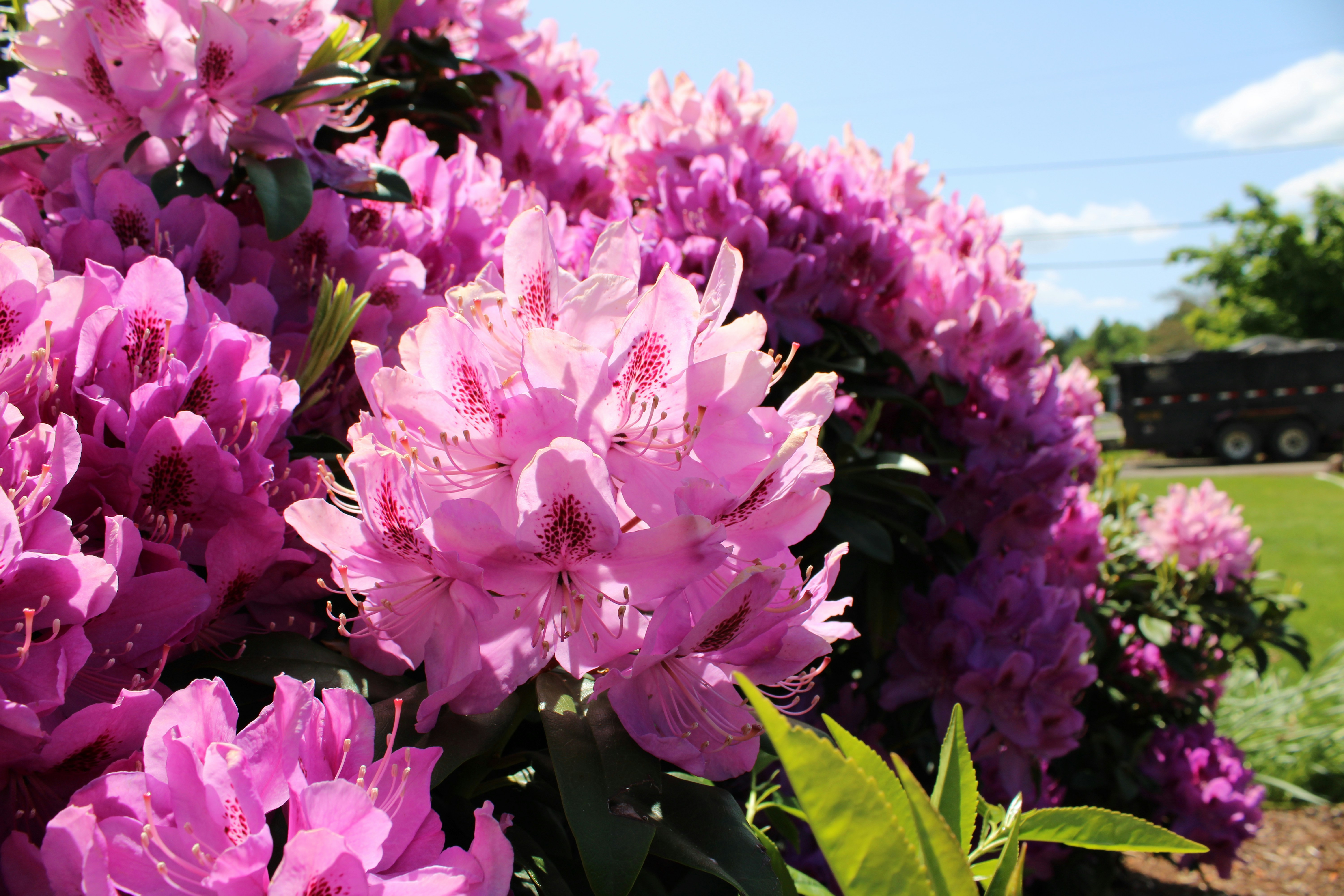 Rhododendron Hybriden
