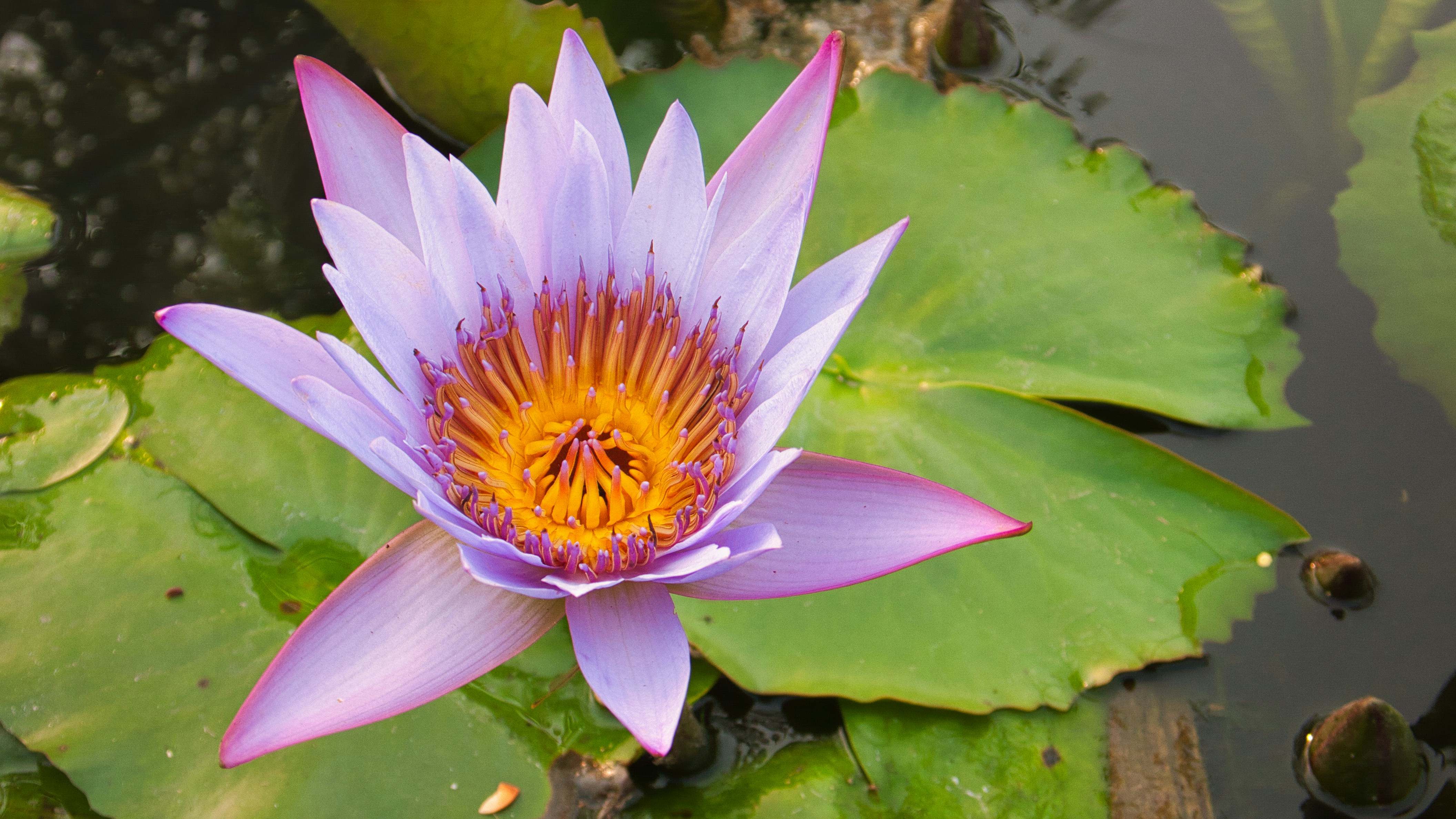 Photo by thomaskinto