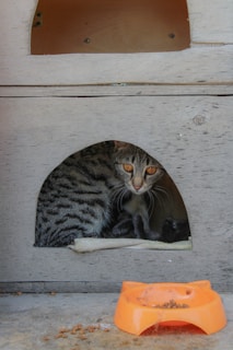 a cat sitting in a cat house looking out