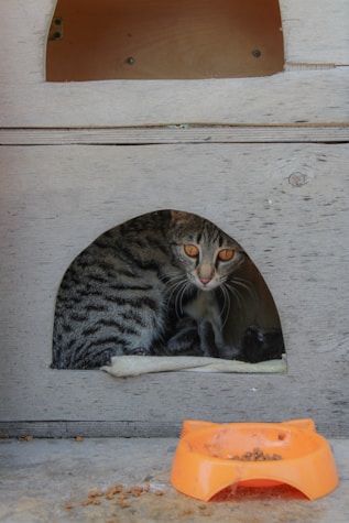 a cat sitting in a cat house looking out