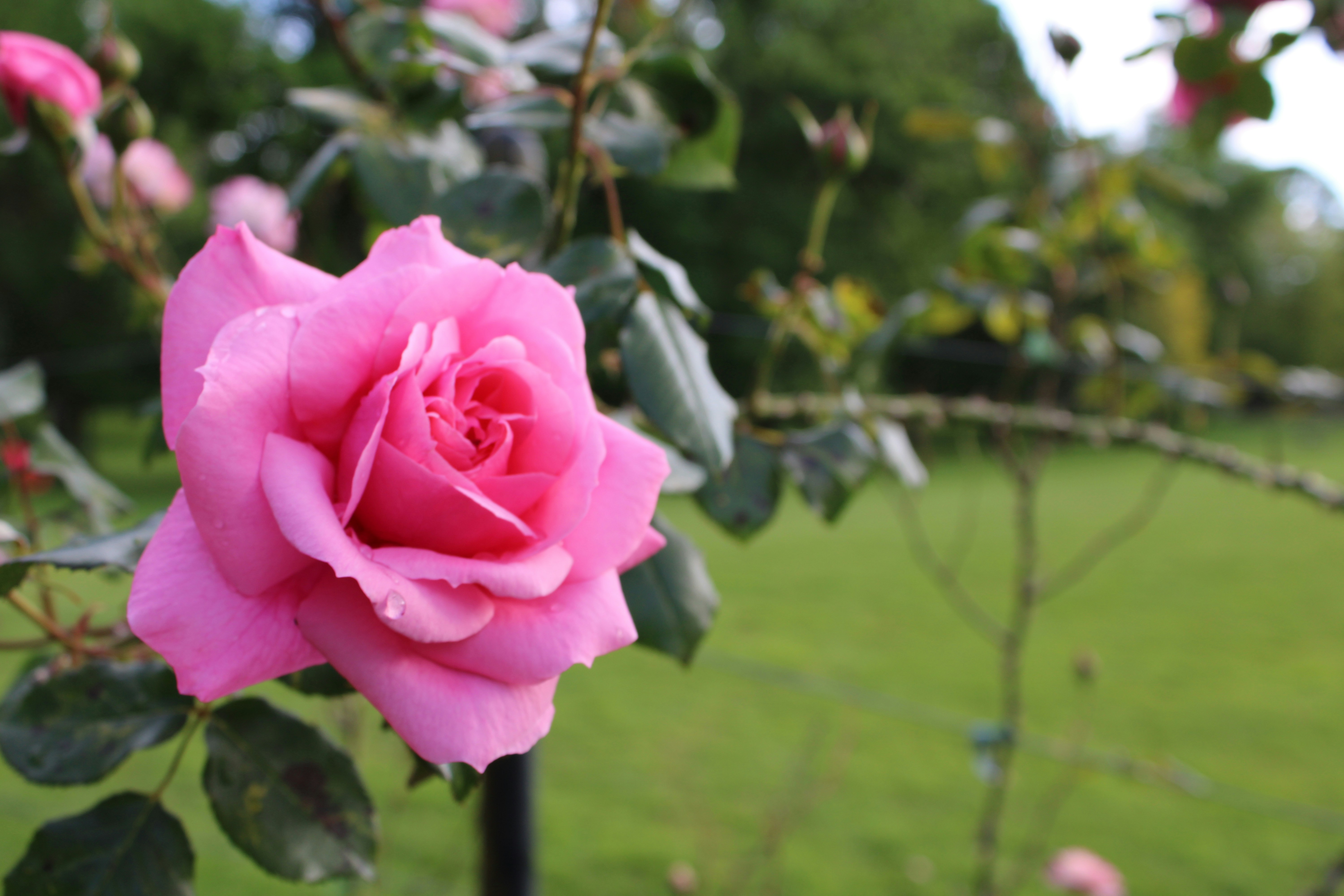 Rosa Parks Wishes: 25 Heartfelt Messages & Tribute Quotes