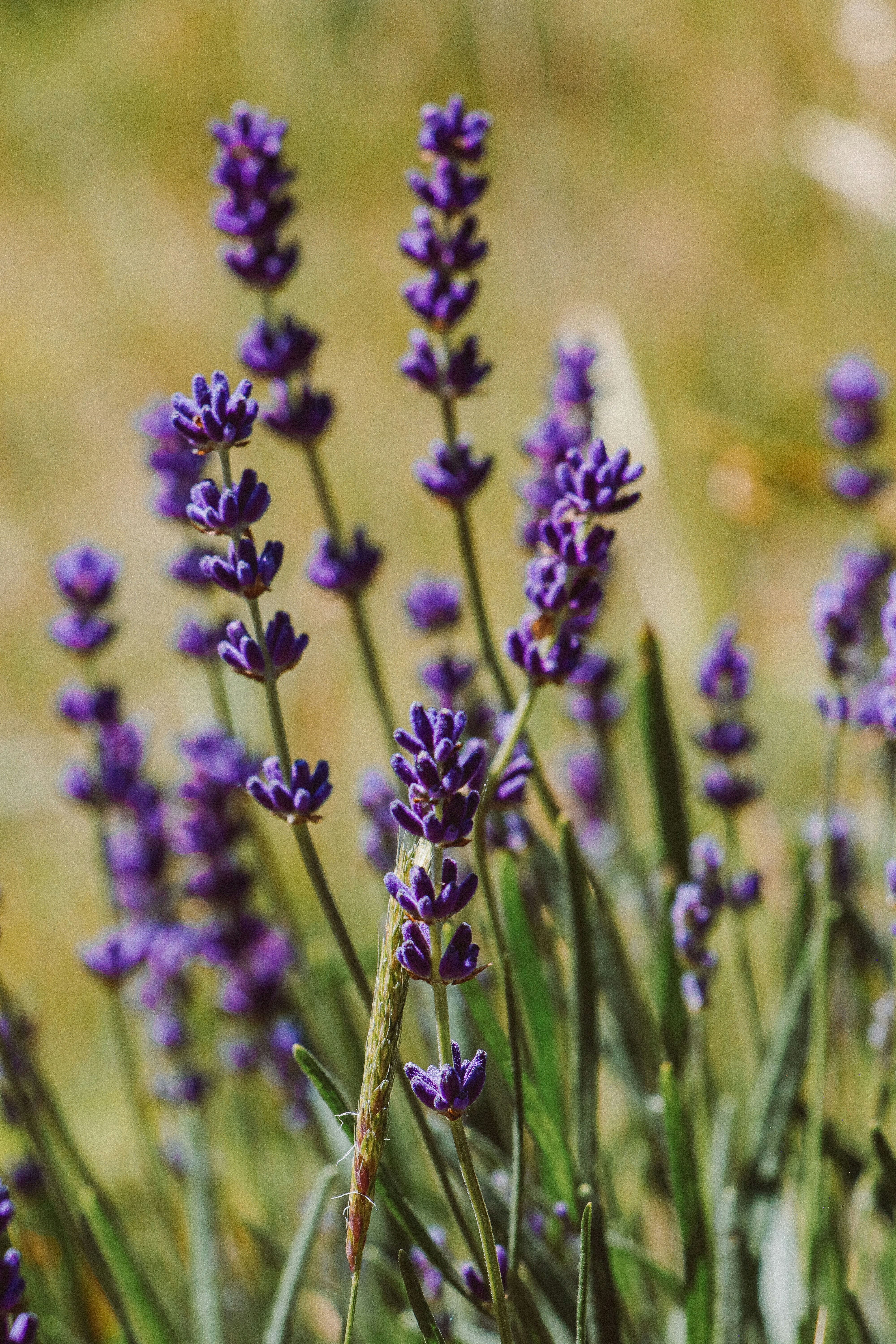 Soft purple lavender stalks bundled together in natural afternoon light