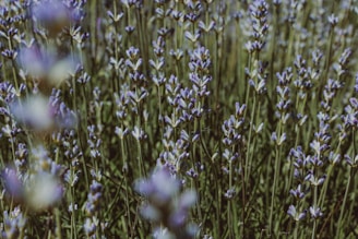 a bunch of lavender flowers in a field