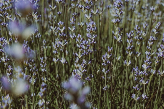 a bunch of lavender flowers in a field