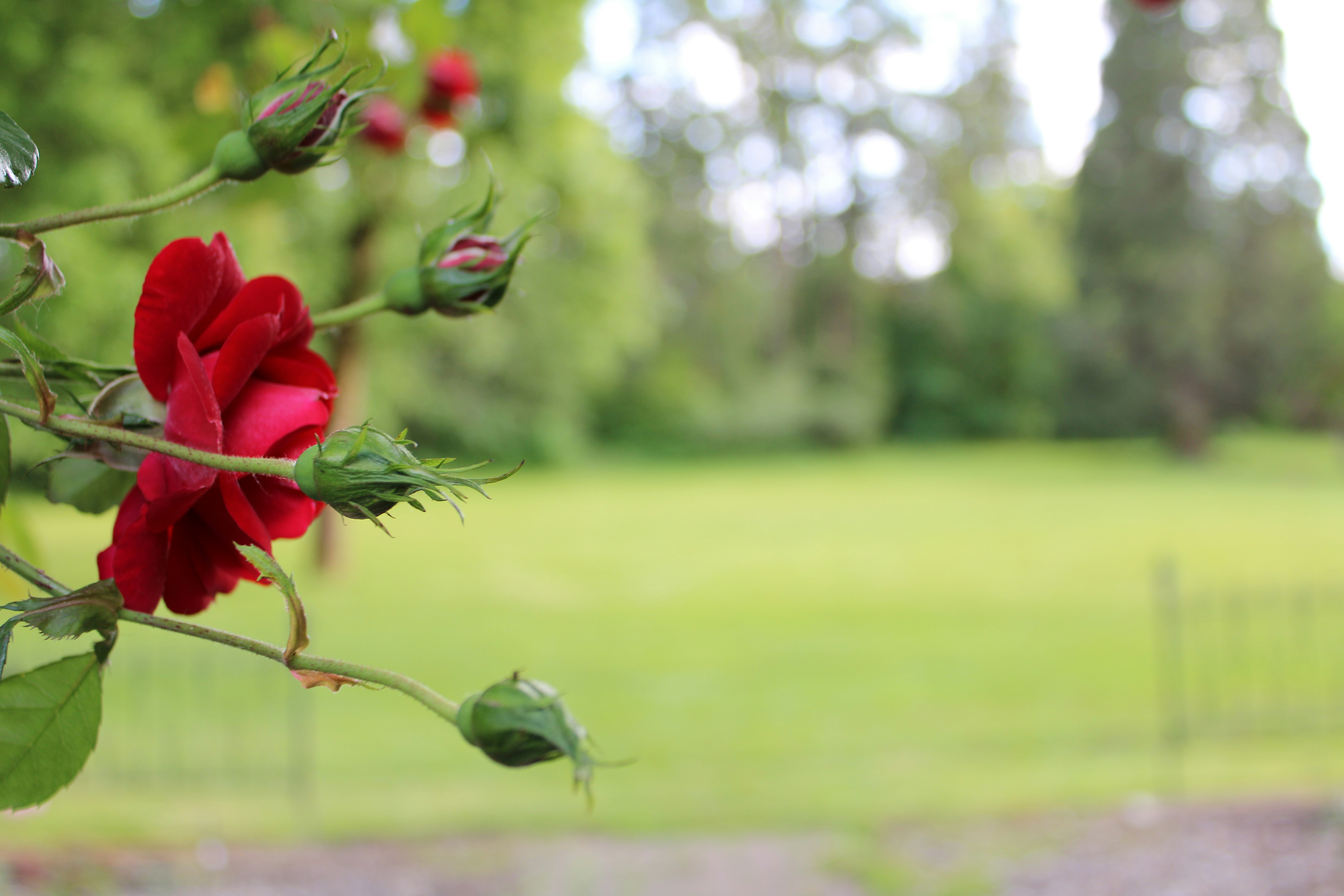Buschman Park