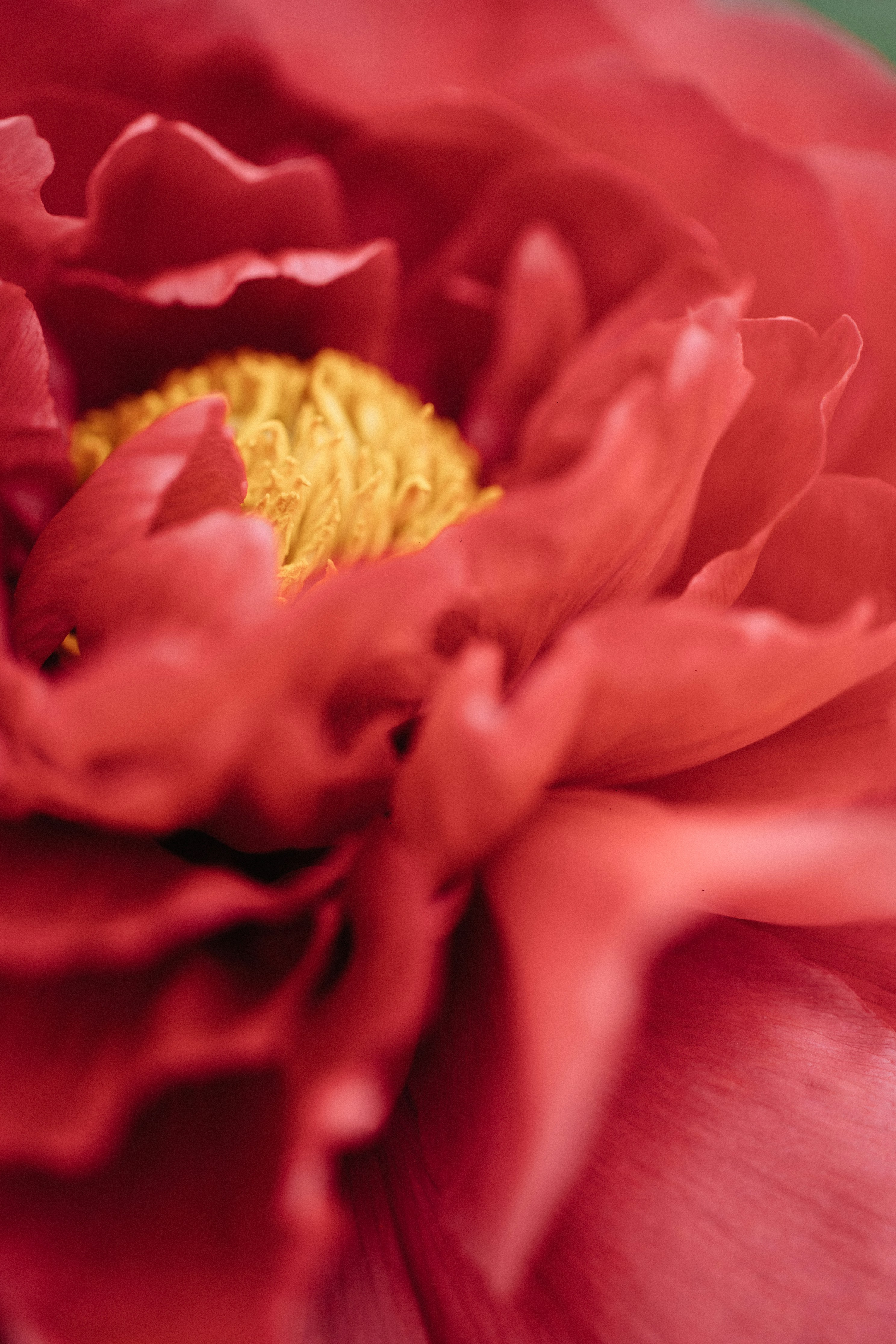 Photo by tsuyoshikozu