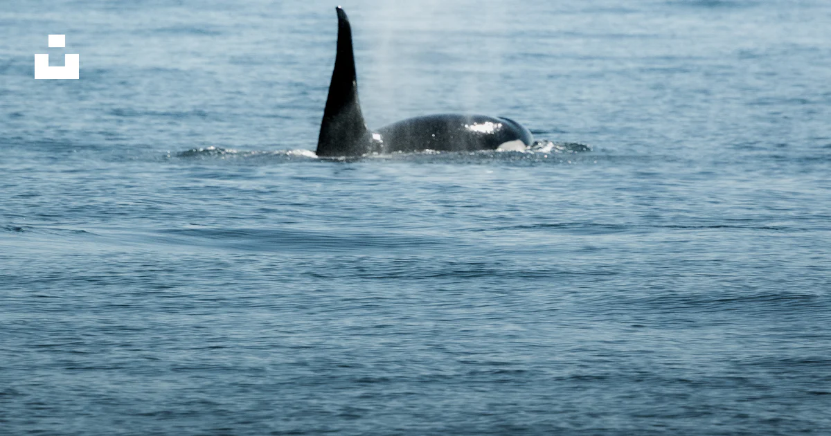 A lone orca swims in the water near a mountain range photo – Free Sea ...