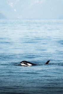 a black and white animal swimming in the ocean