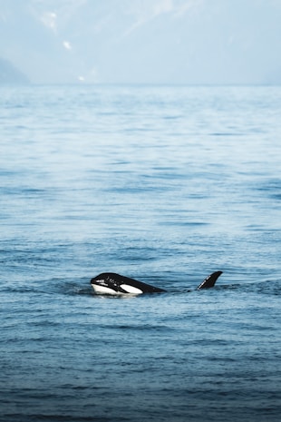 a black and white animal swimming in the ocean