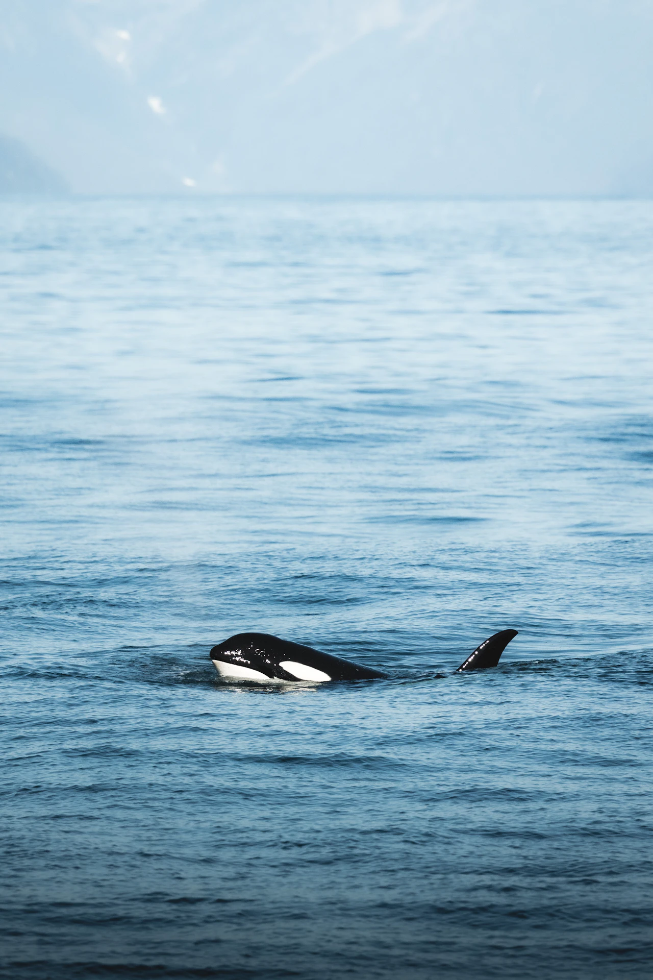 Imagen relacionada con Prince of Whales — Victoria