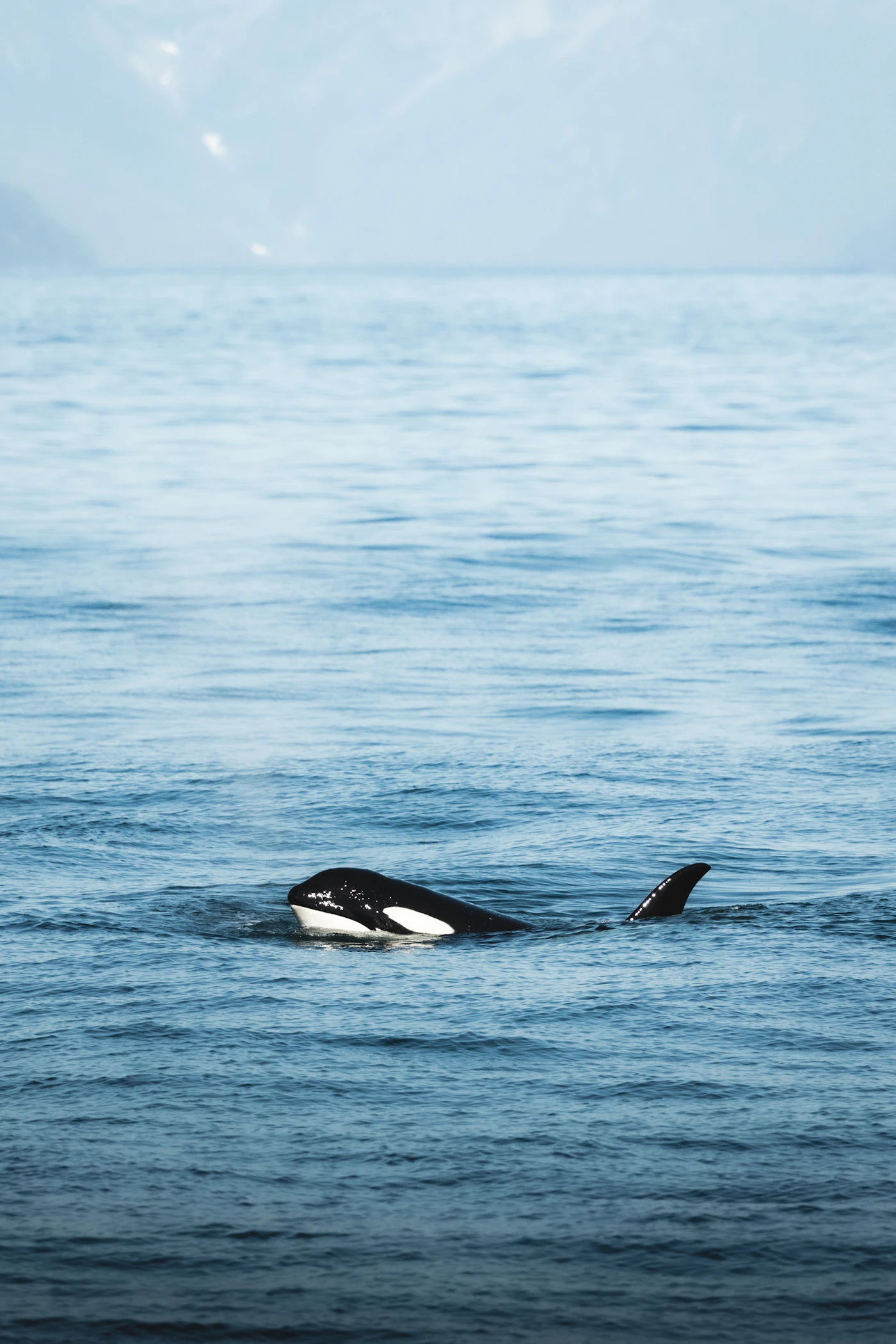 Prince of Whales — Victoria 풍경