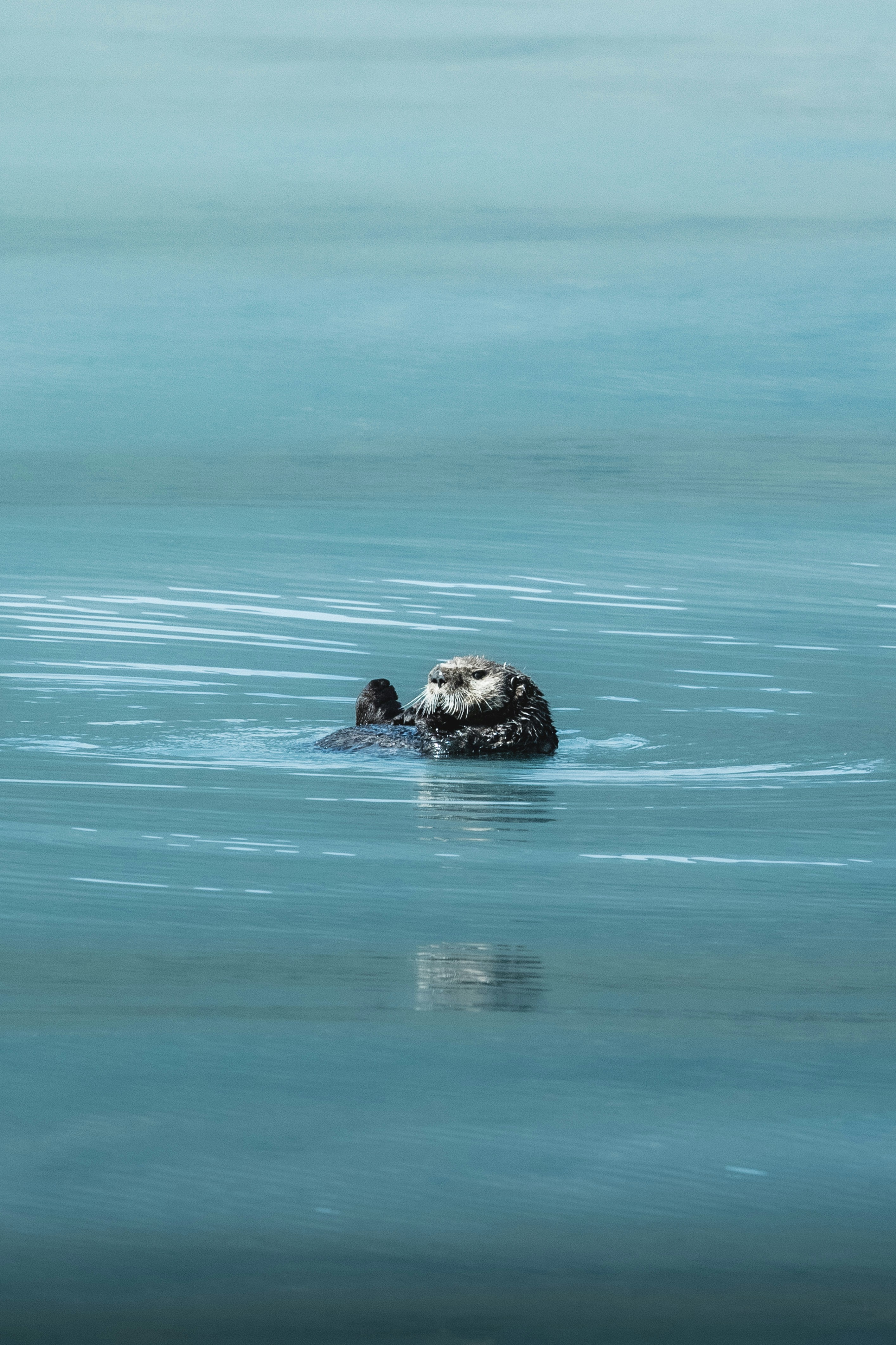 Sea otter swimming playfully