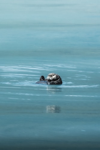 Sea otter in ocean waves
