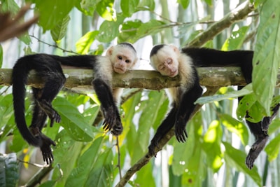 a couple of monkeys sitting on top of a tree branch
