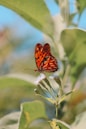 a butterfly sitting on top of a flower