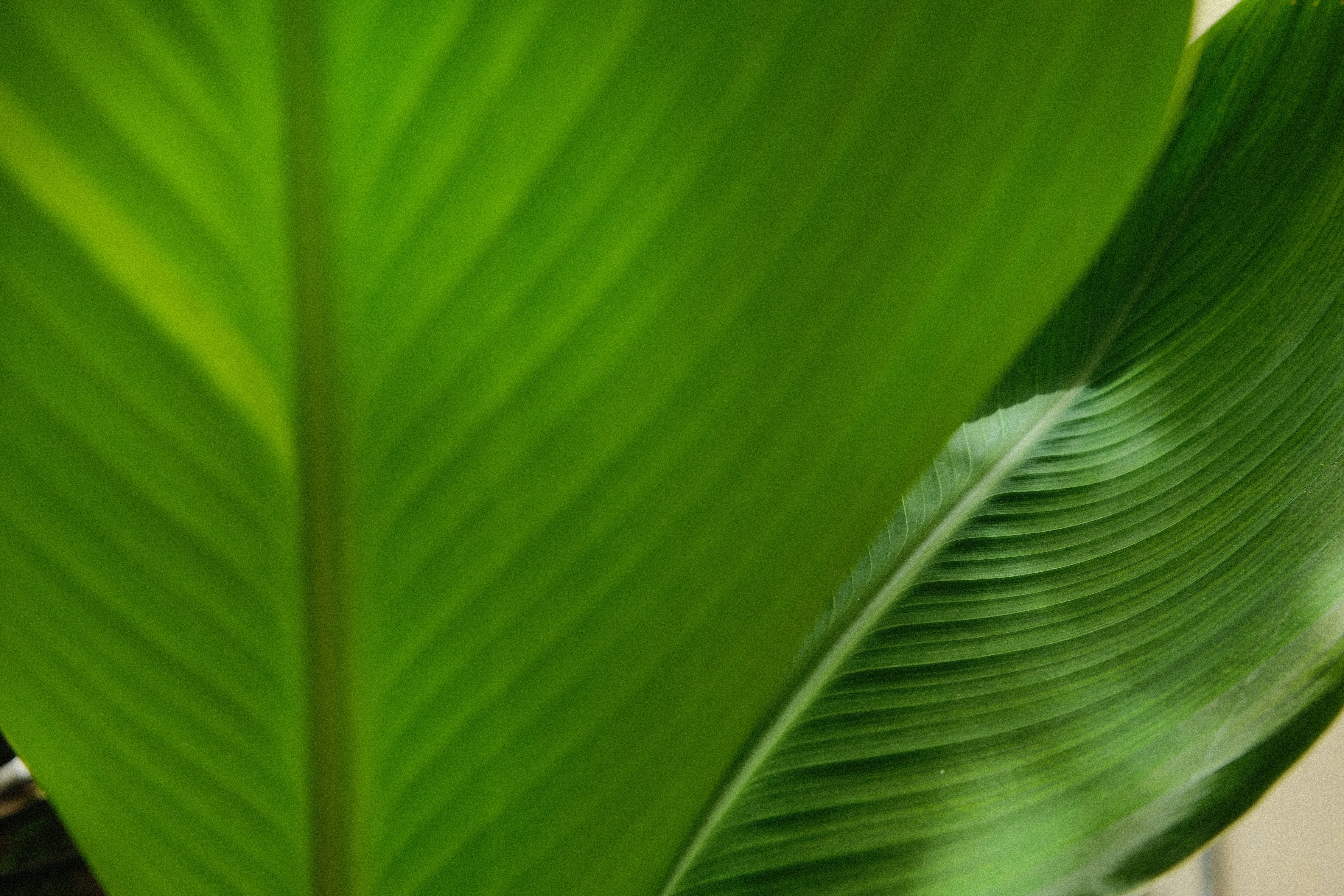 Photo by thesilvafocus