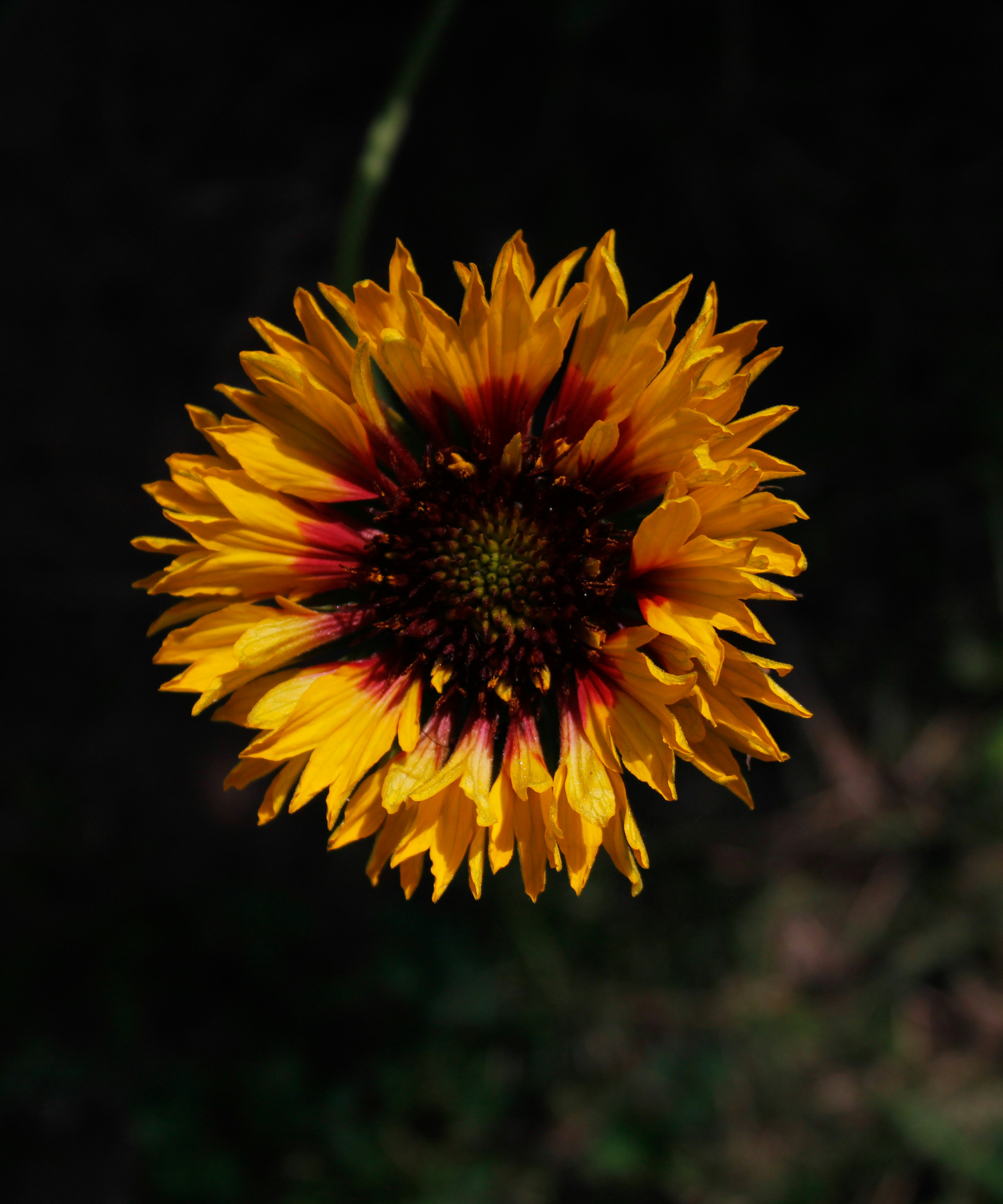 Photo by karanbeniwal