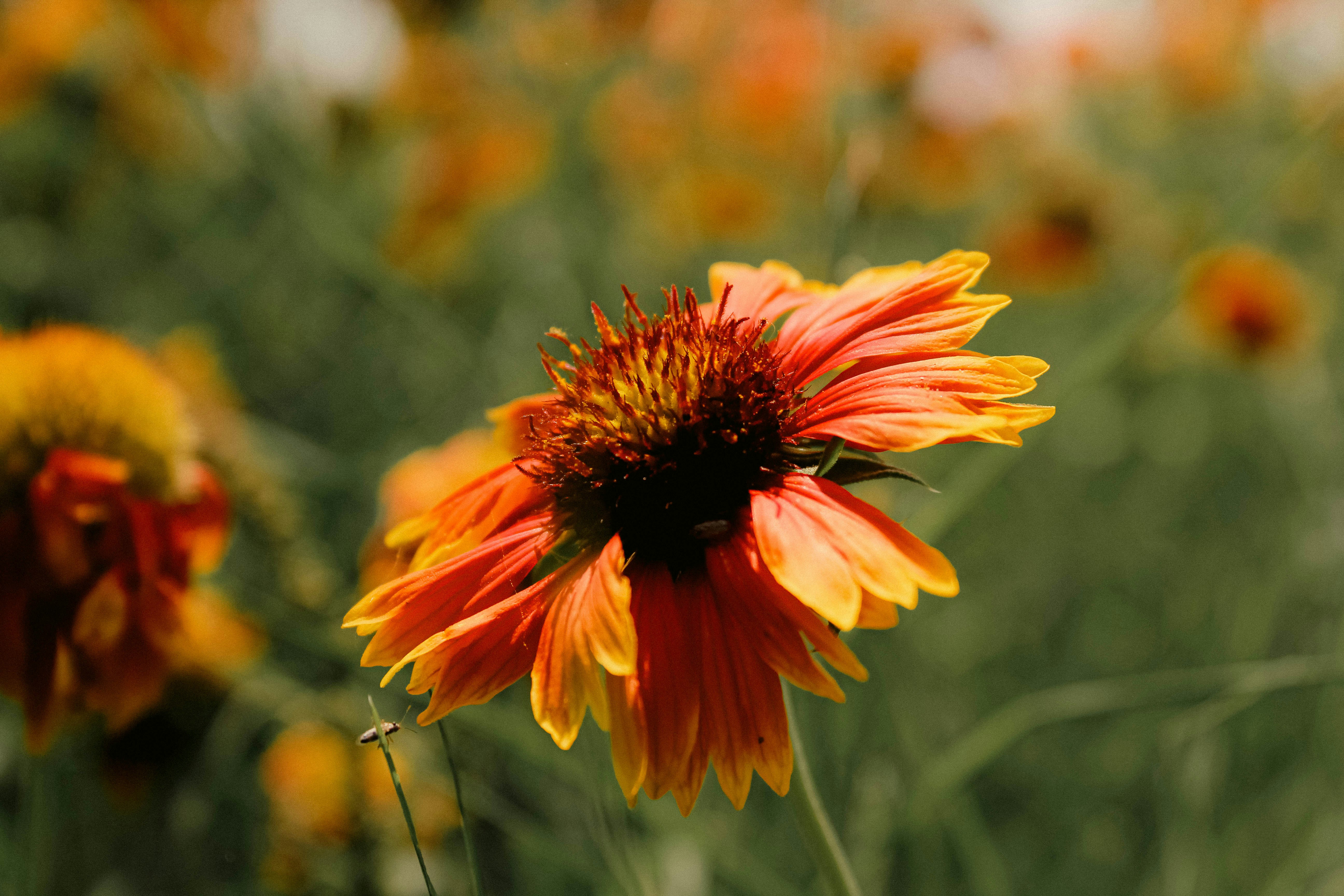 Photo by karanbeniwal