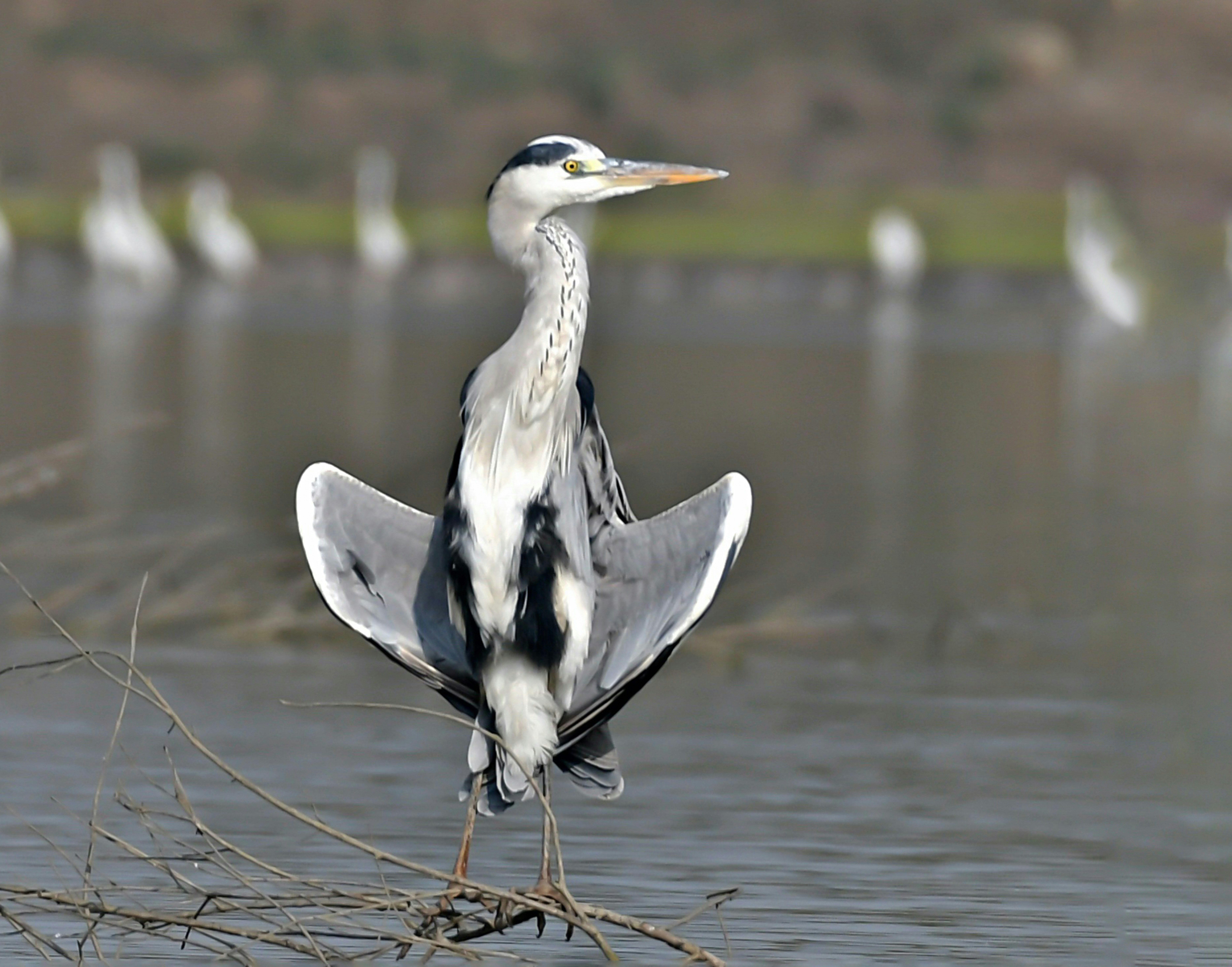 a bird standing on a branch in the water