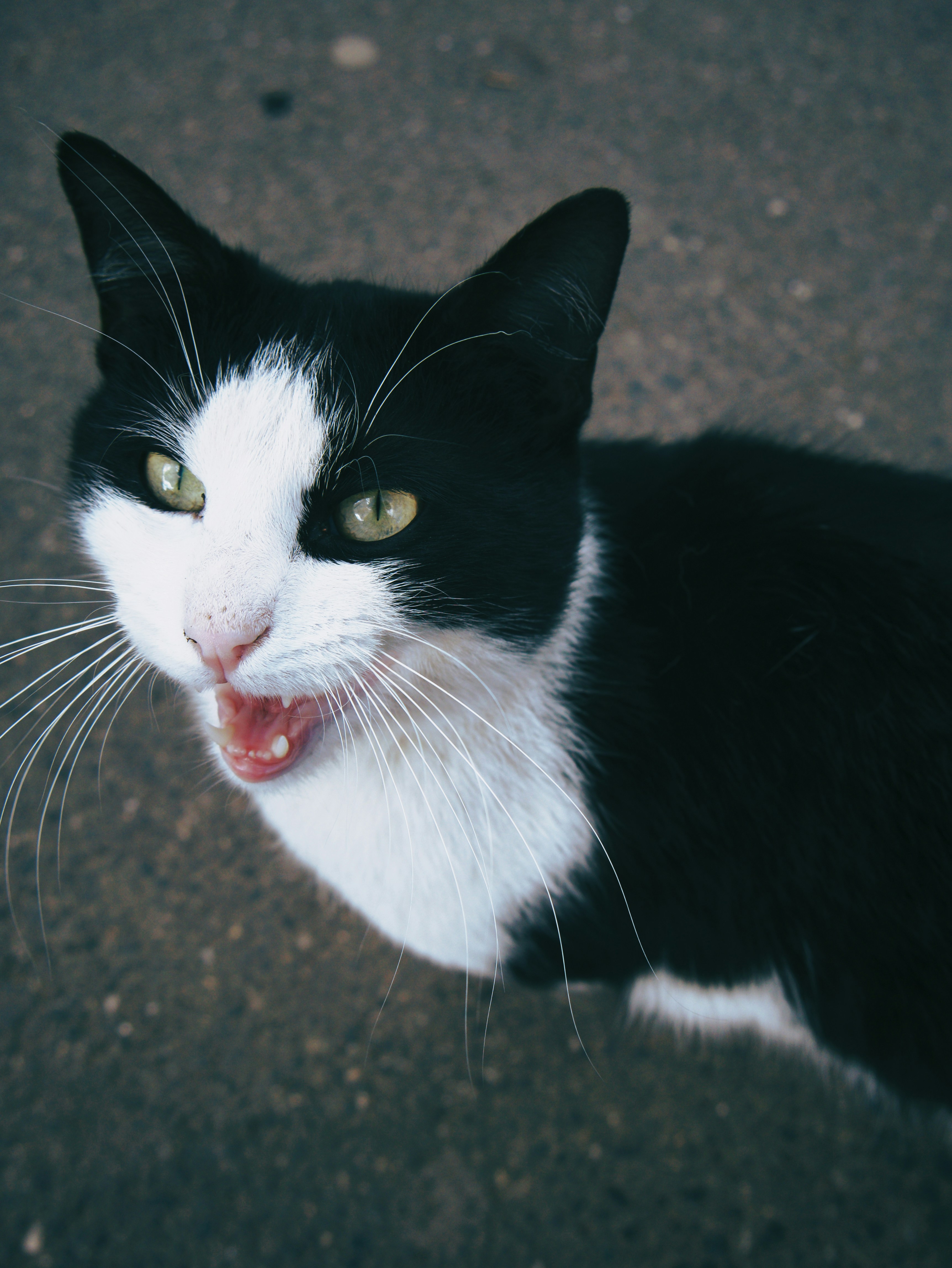 a black and white cat with its mouth open