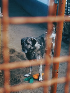 a dog standing behind a fence with a ball in it's mouth