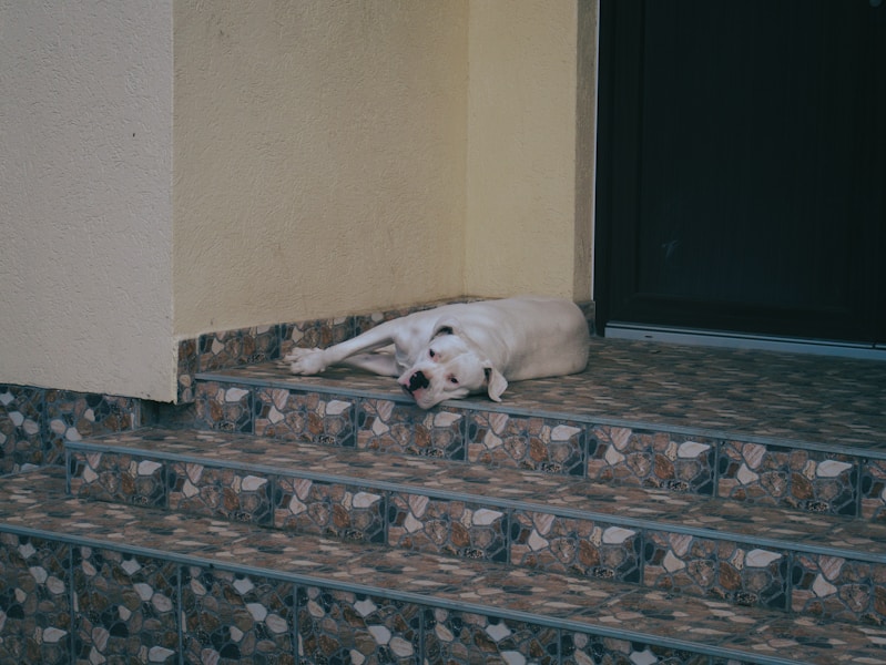 Dog Sleeping Positions and What They Mean About Your Dog