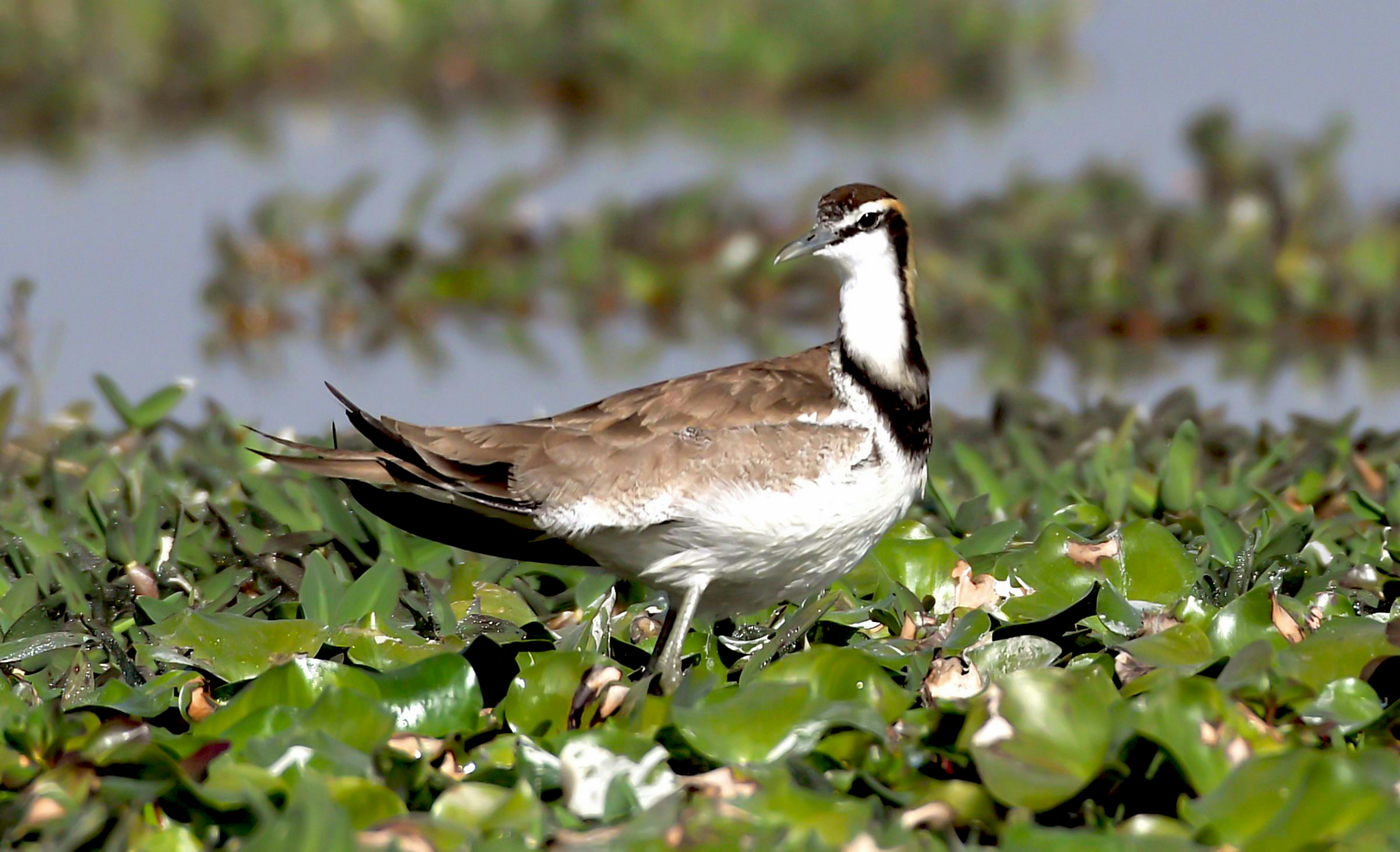 a bird is standing in the grass by the water