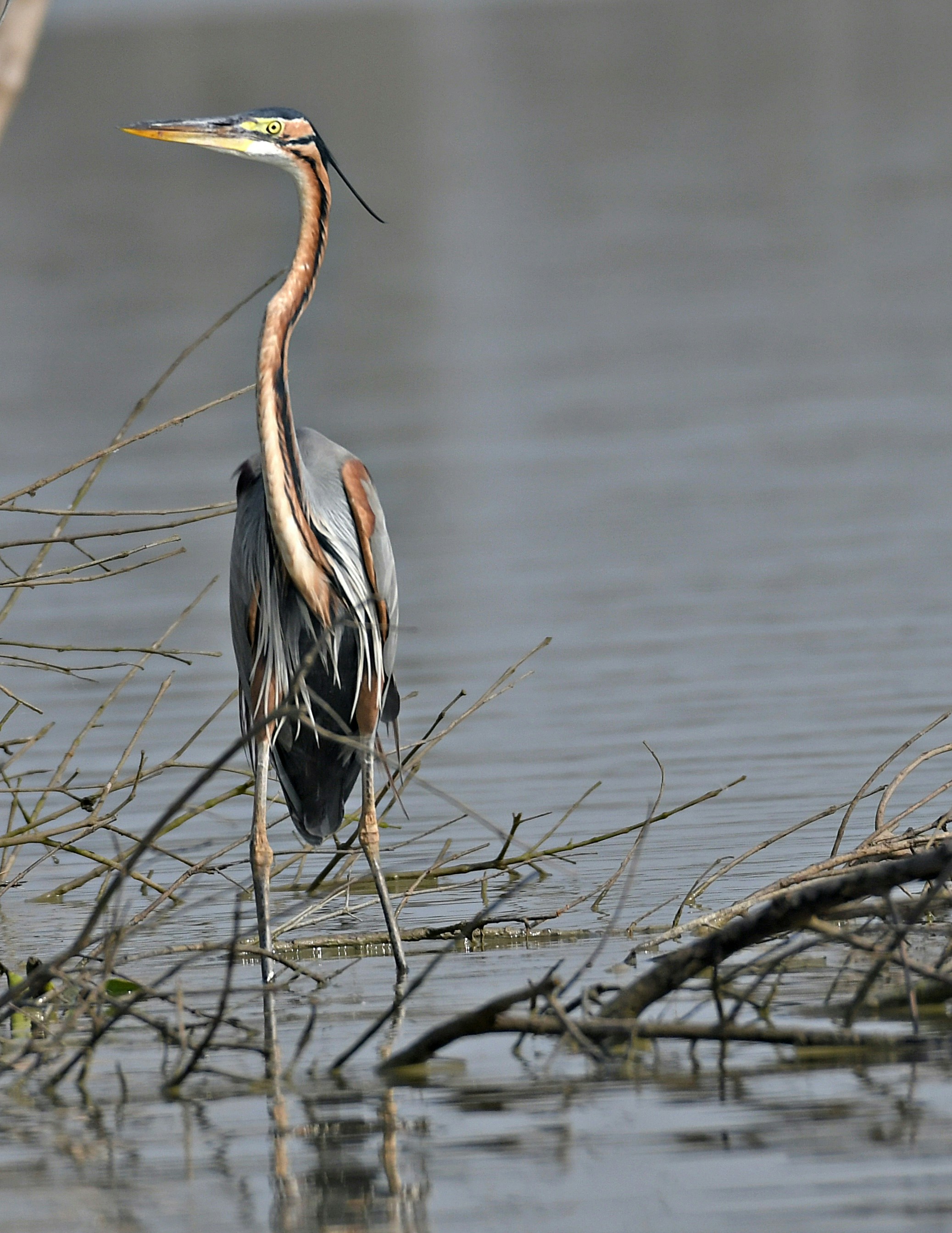 a bird with a long neck standing in the water