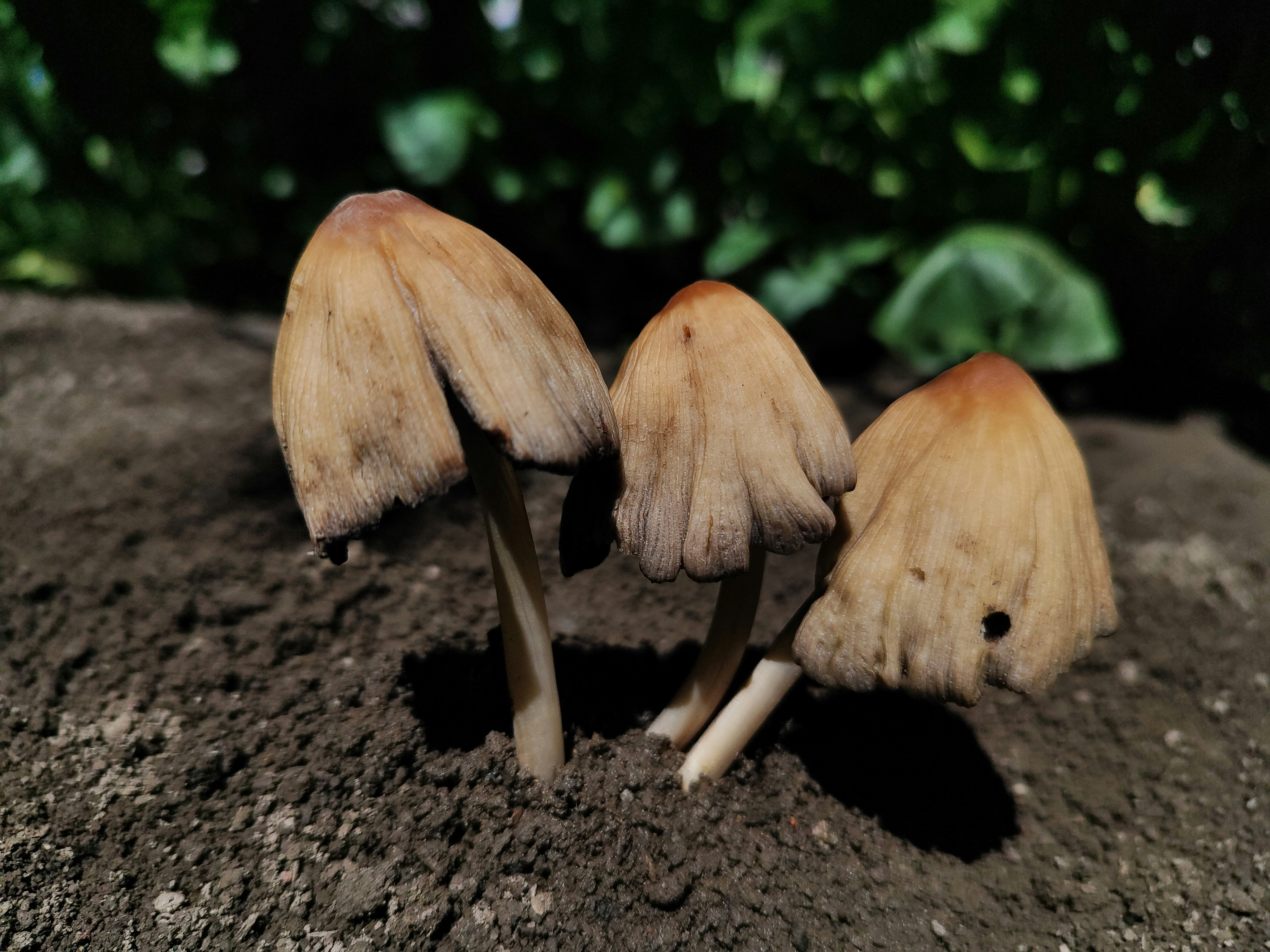 pH Balance Controllers (image credits: unsplash)