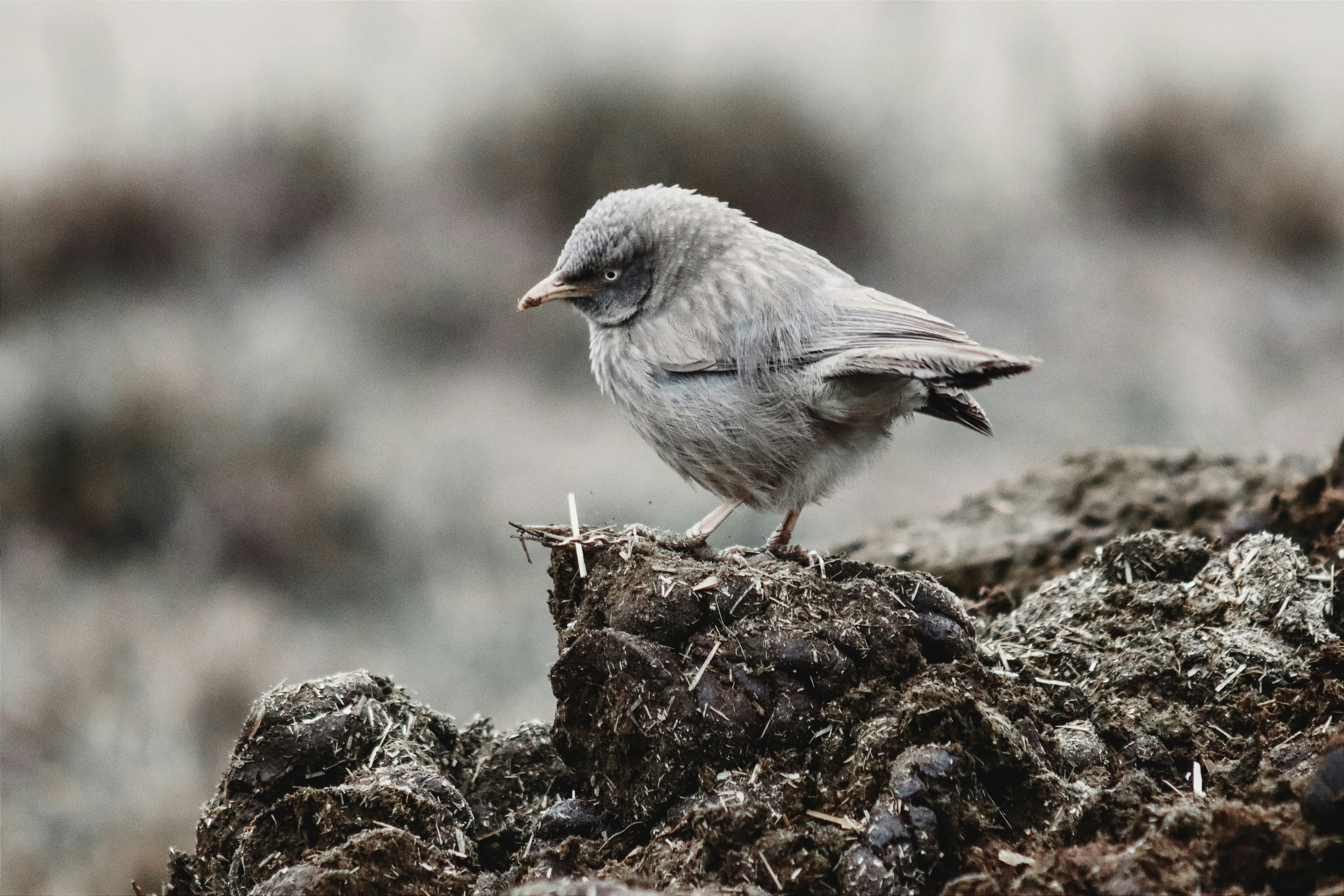 Photo by drphotographer152