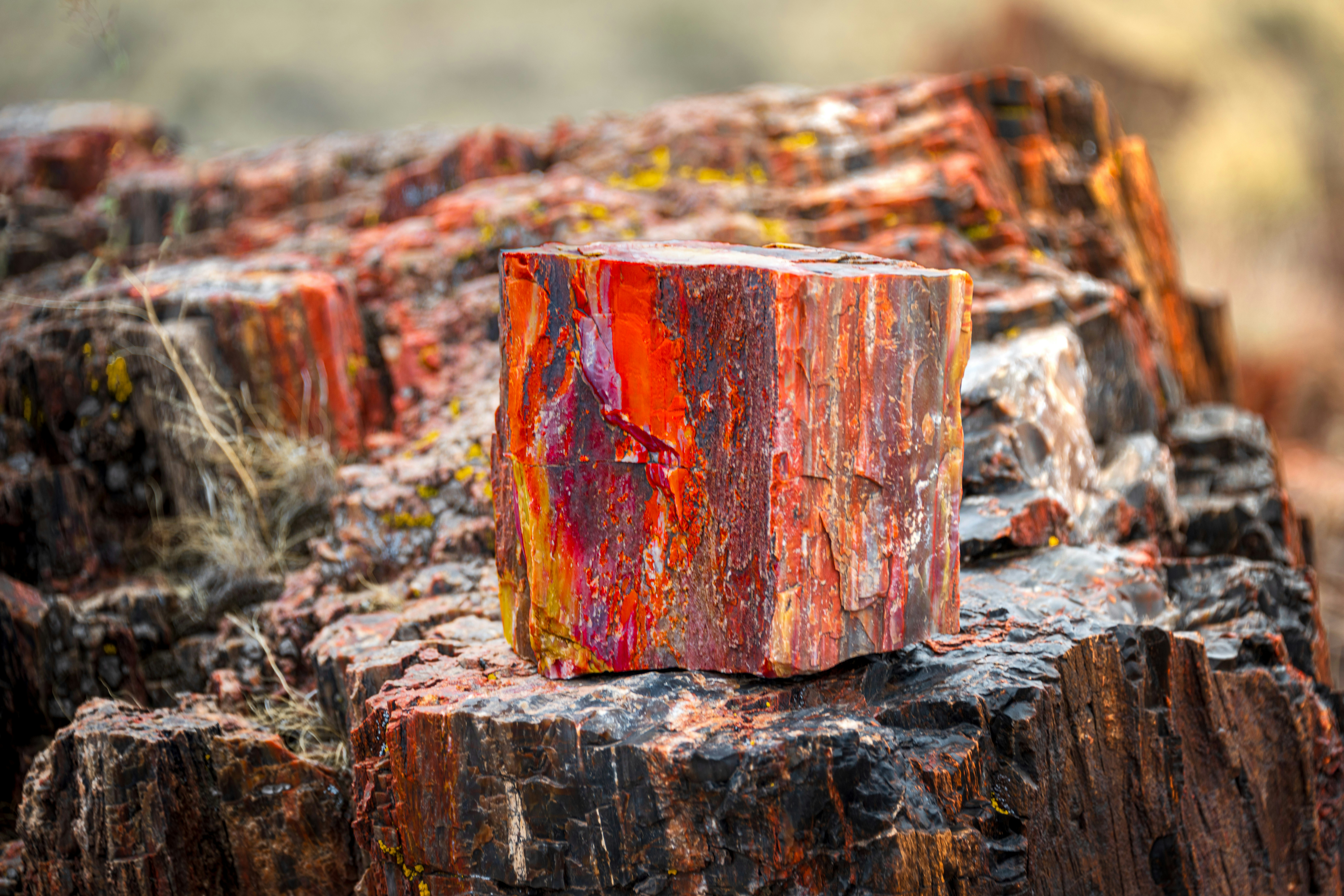 Vibrant petrified wood showcasing rich, colorful patterns in the Petrified Forest National Park, Arizona.
