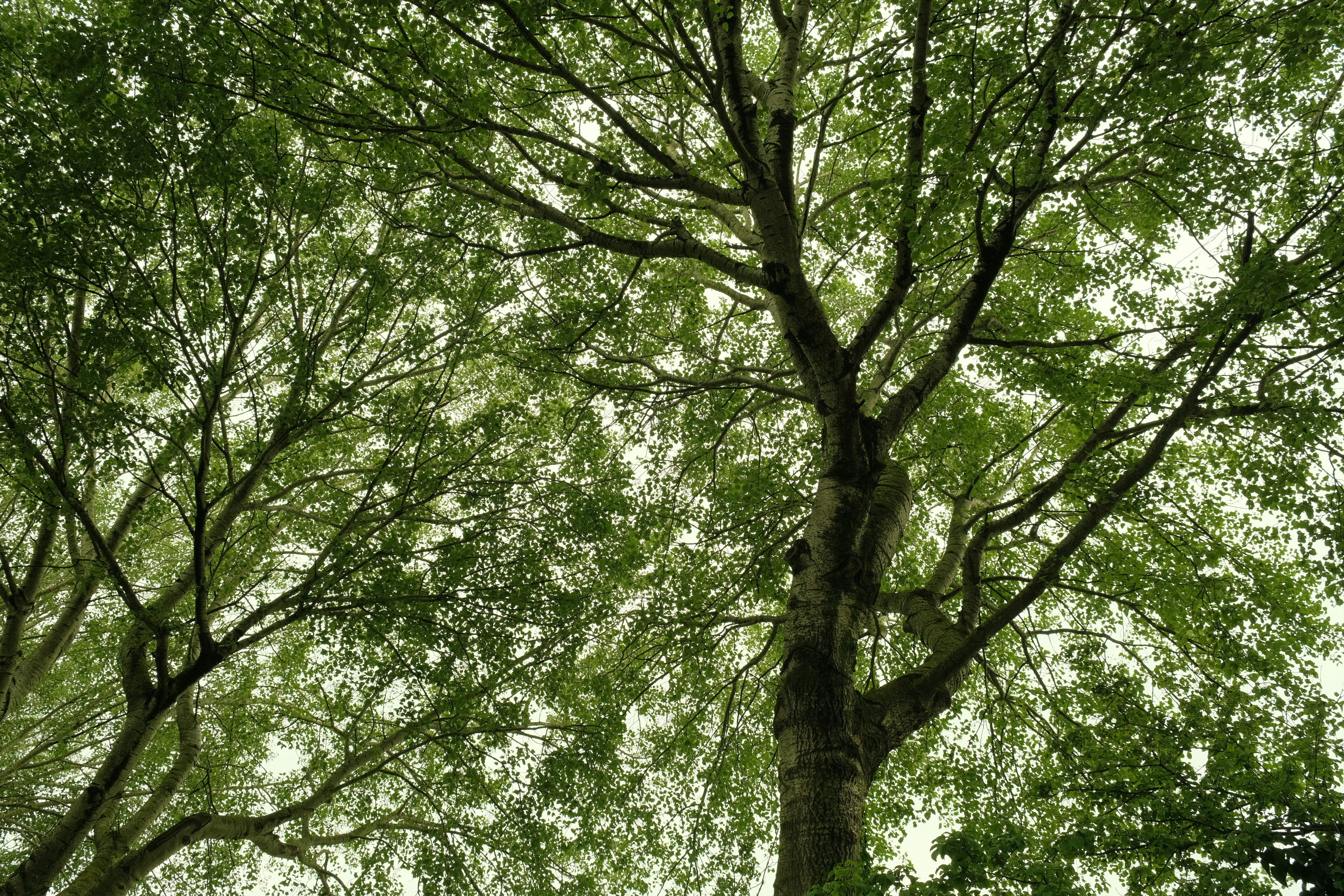 Photo by kyantijhuis