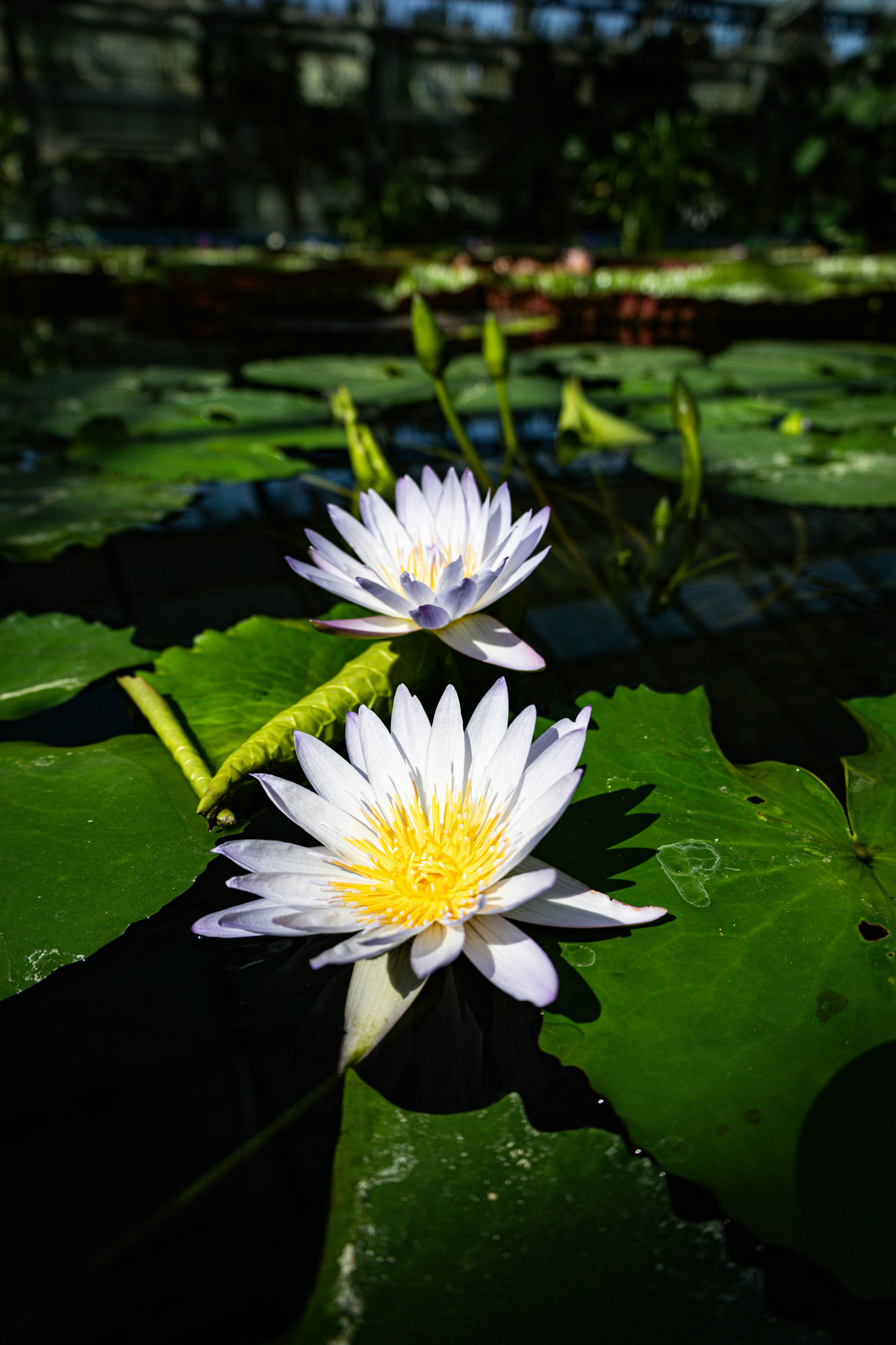 Two white water lilies in a pond with lily pads photo – Free Flower ...