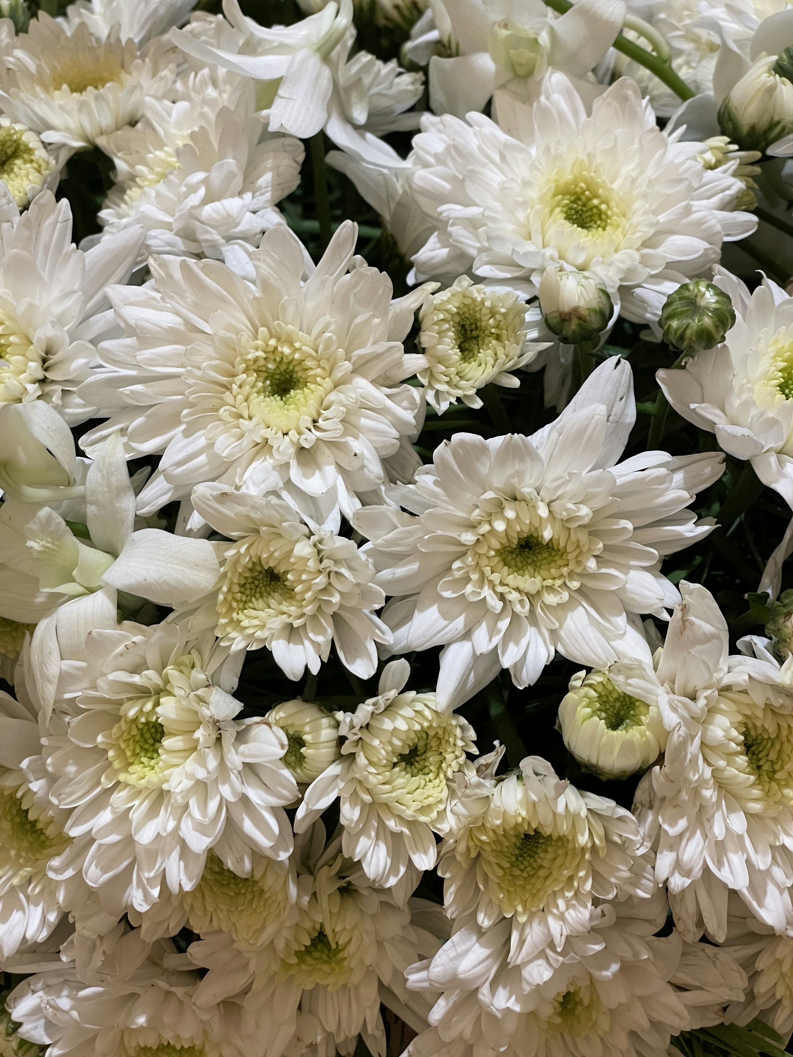 a bunch of white flowers with green centers