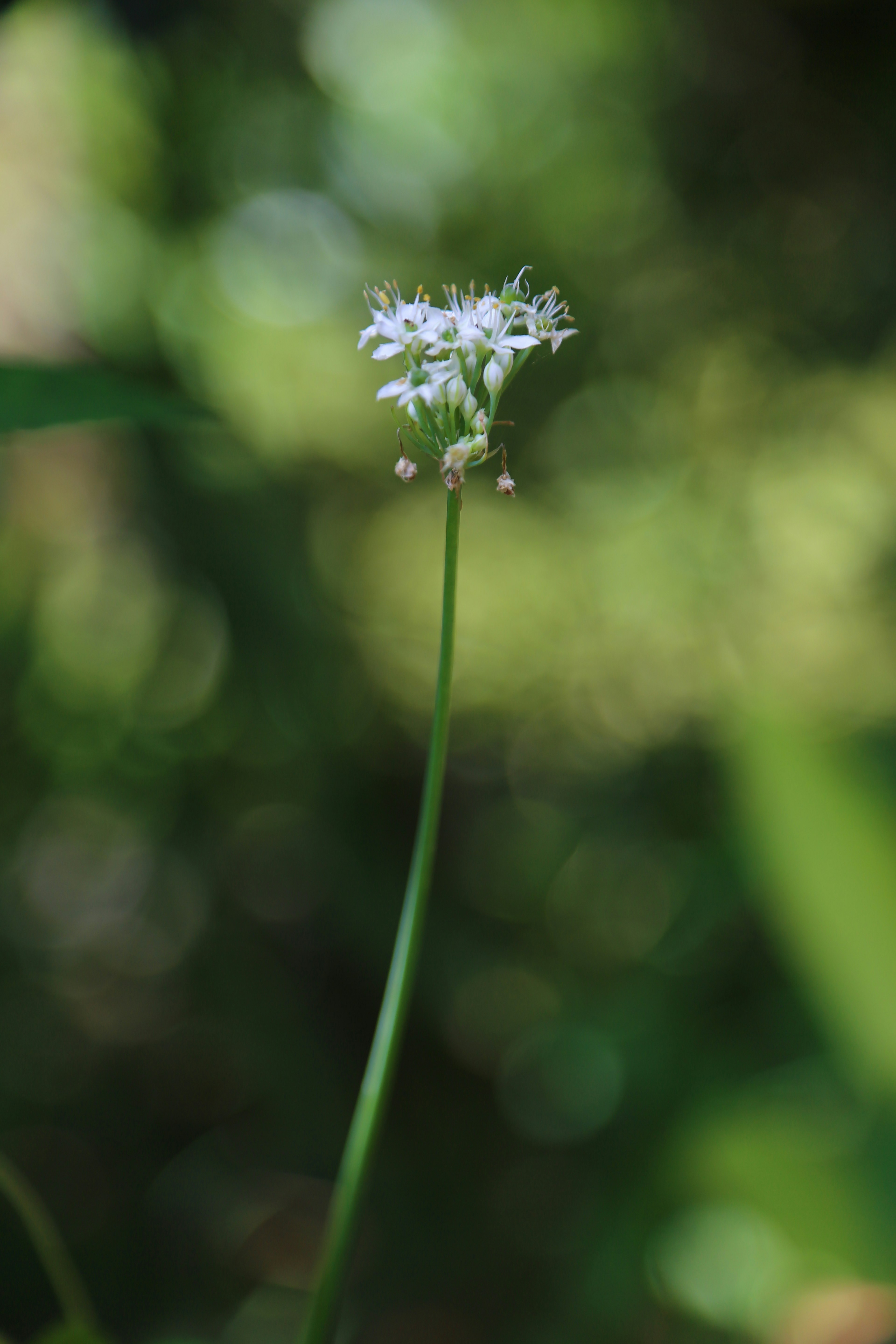 Photo by selipar_jepon