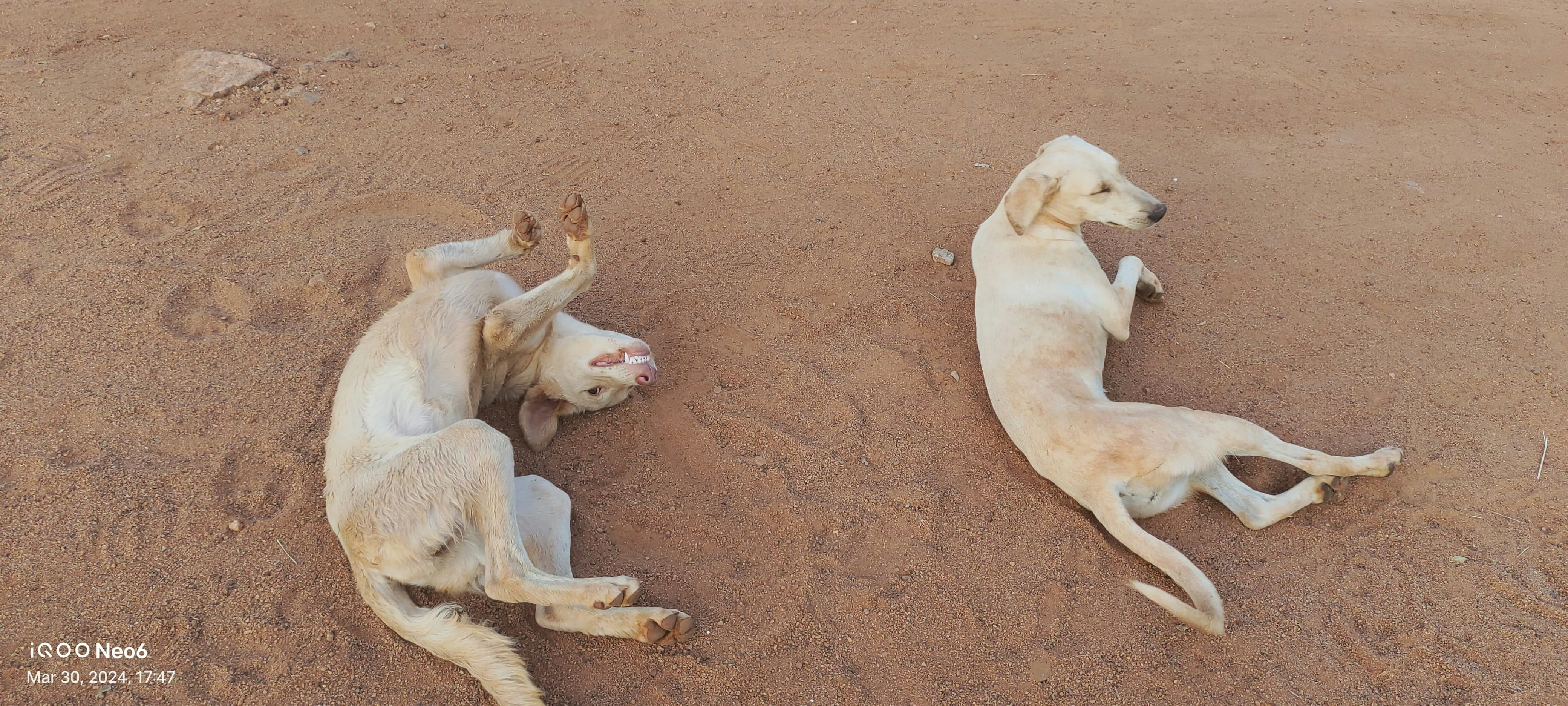 Two dogs laying on the ground in the sand photo – Free Dogs Image on ...