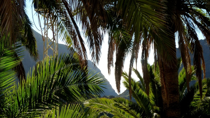 Palm trees on the island of Tenerife