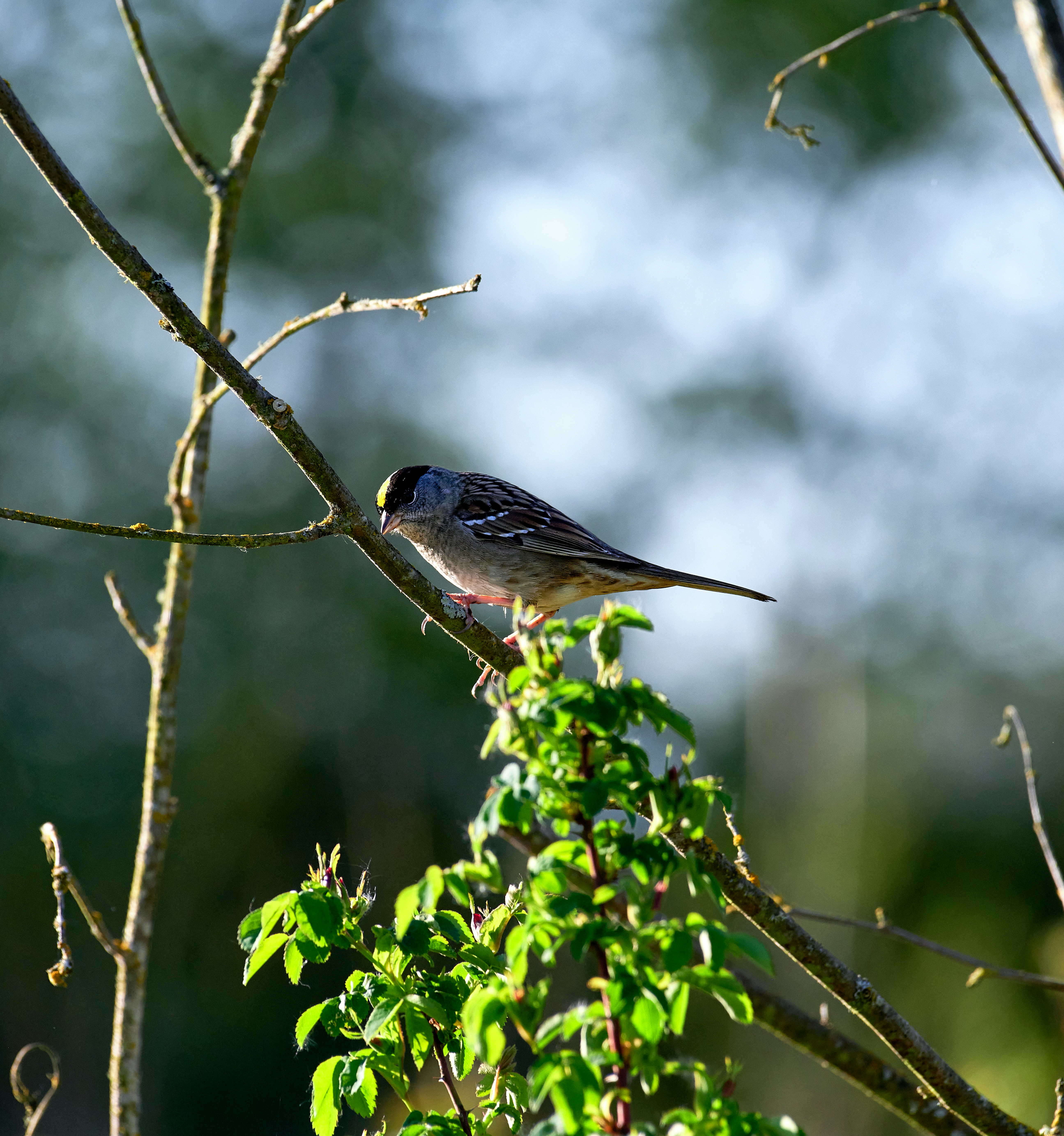 Photo by sicurello_196855