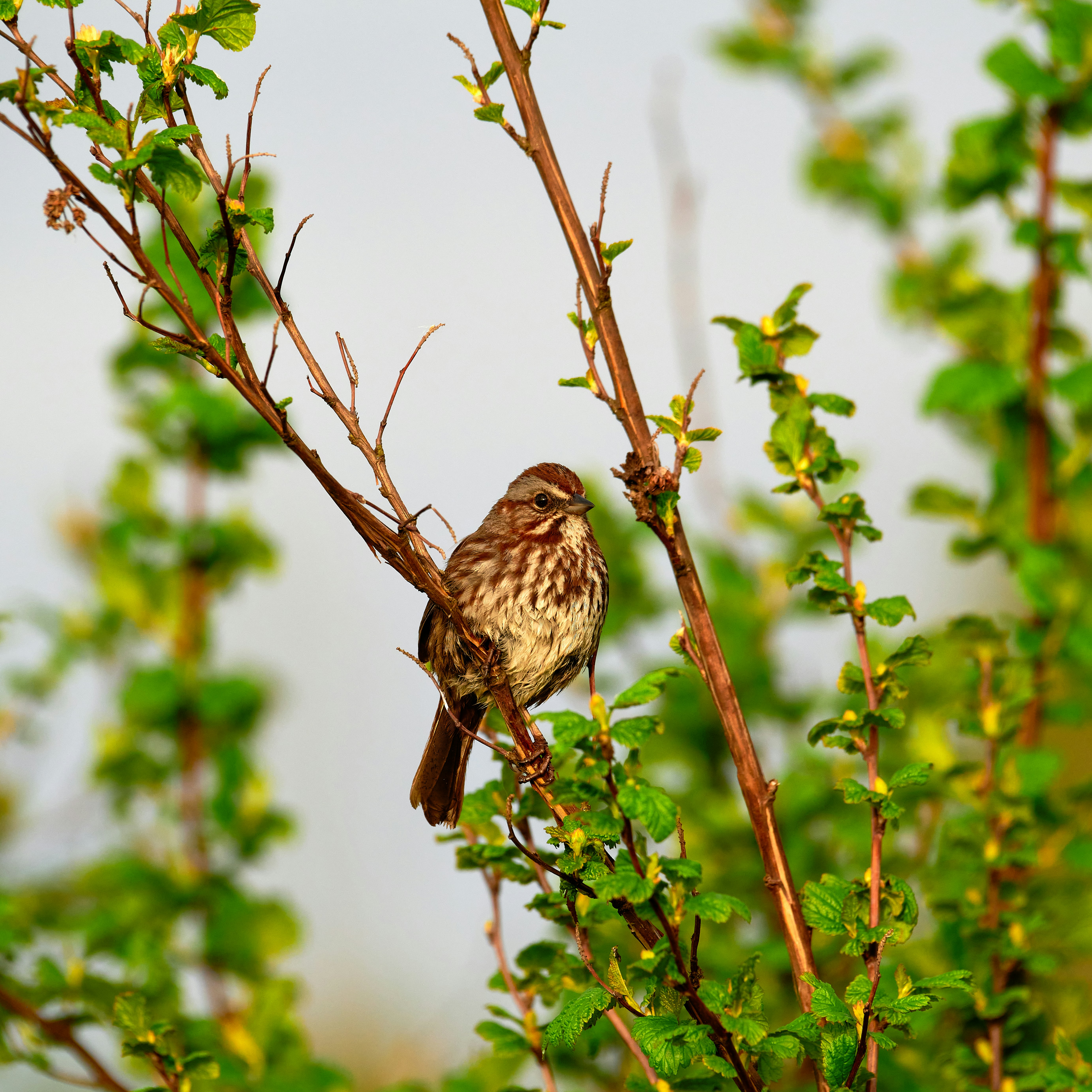 Photo by sicurello_196855