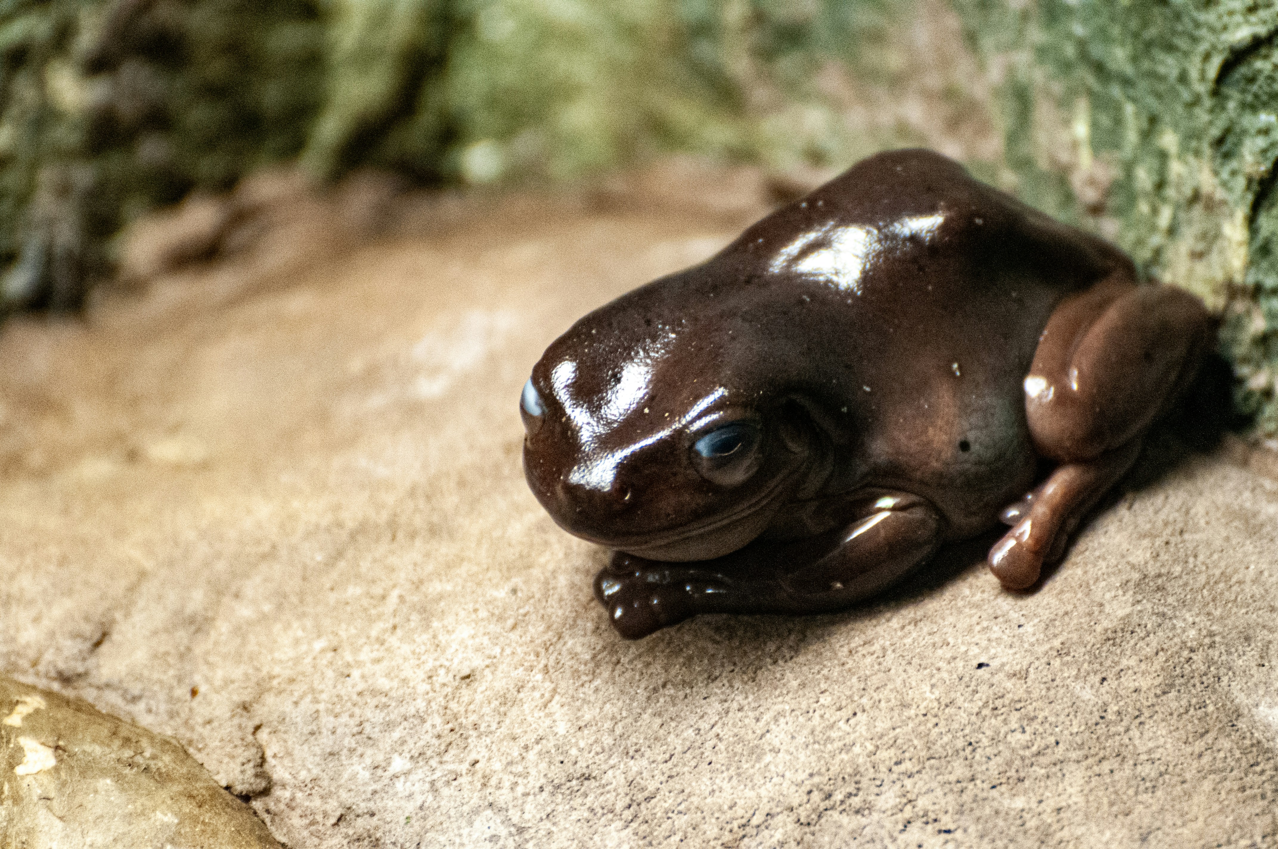 Brown Egg Frog