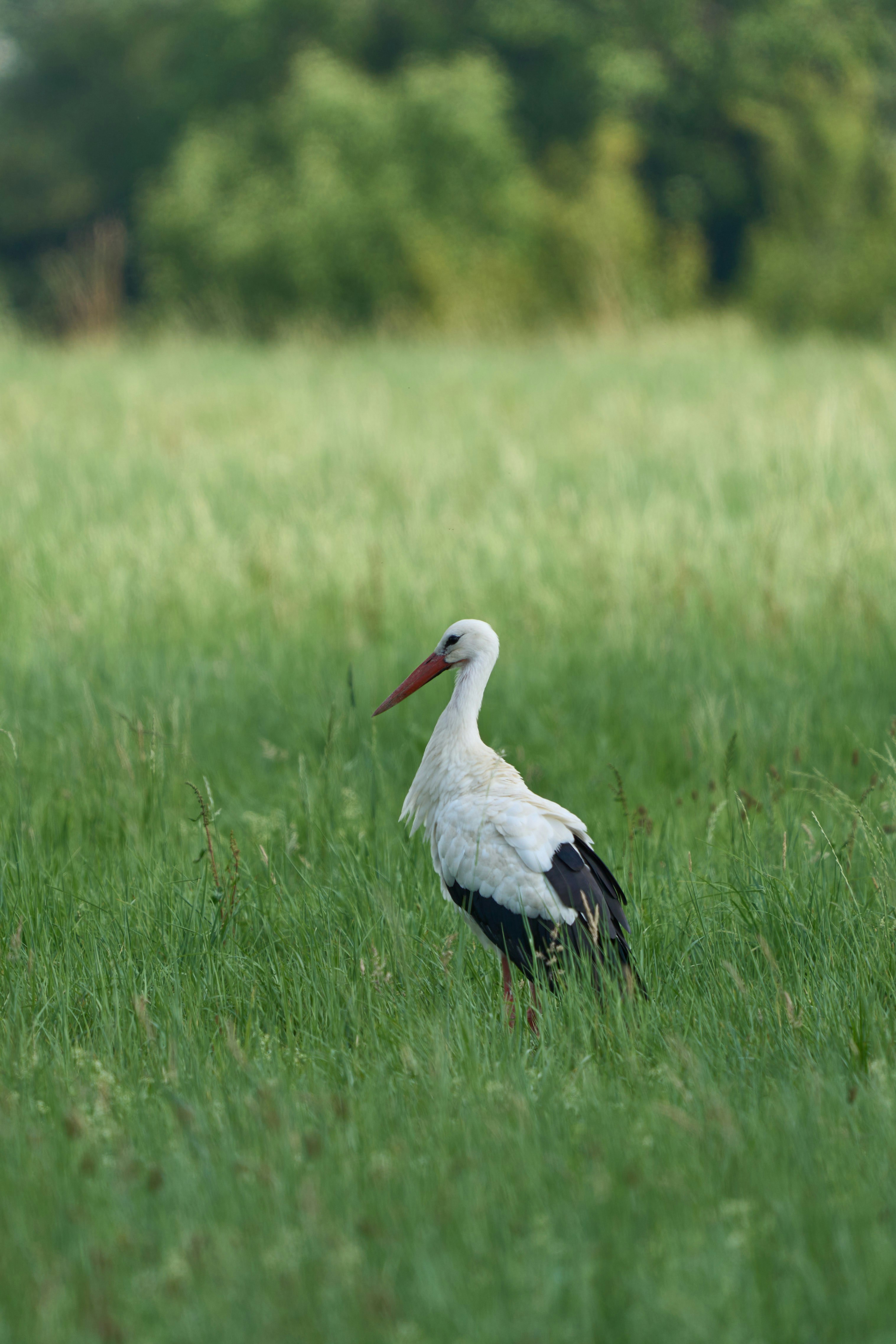 Photo by wolfgang_hasselmann