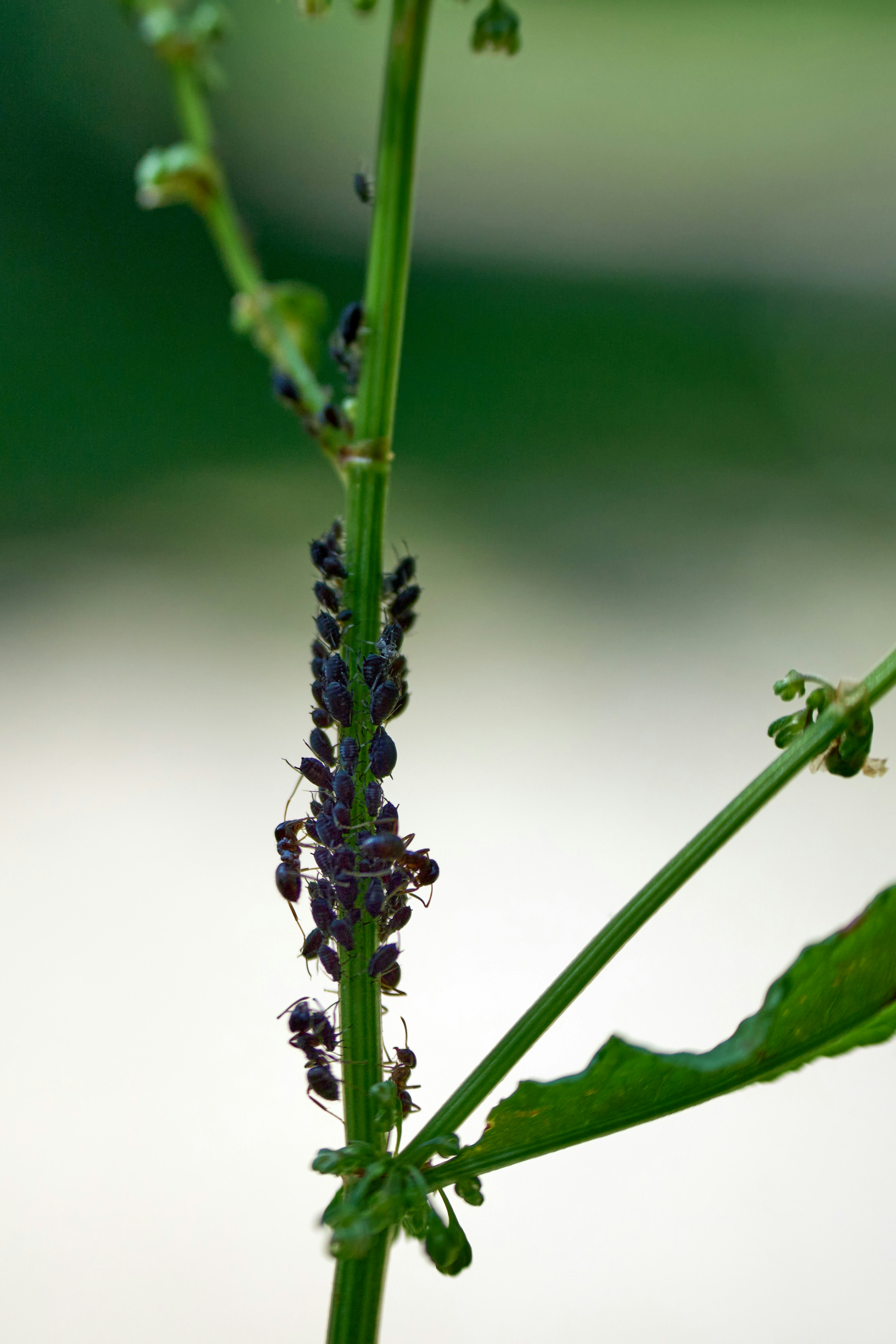 a close up of a flower on a plant