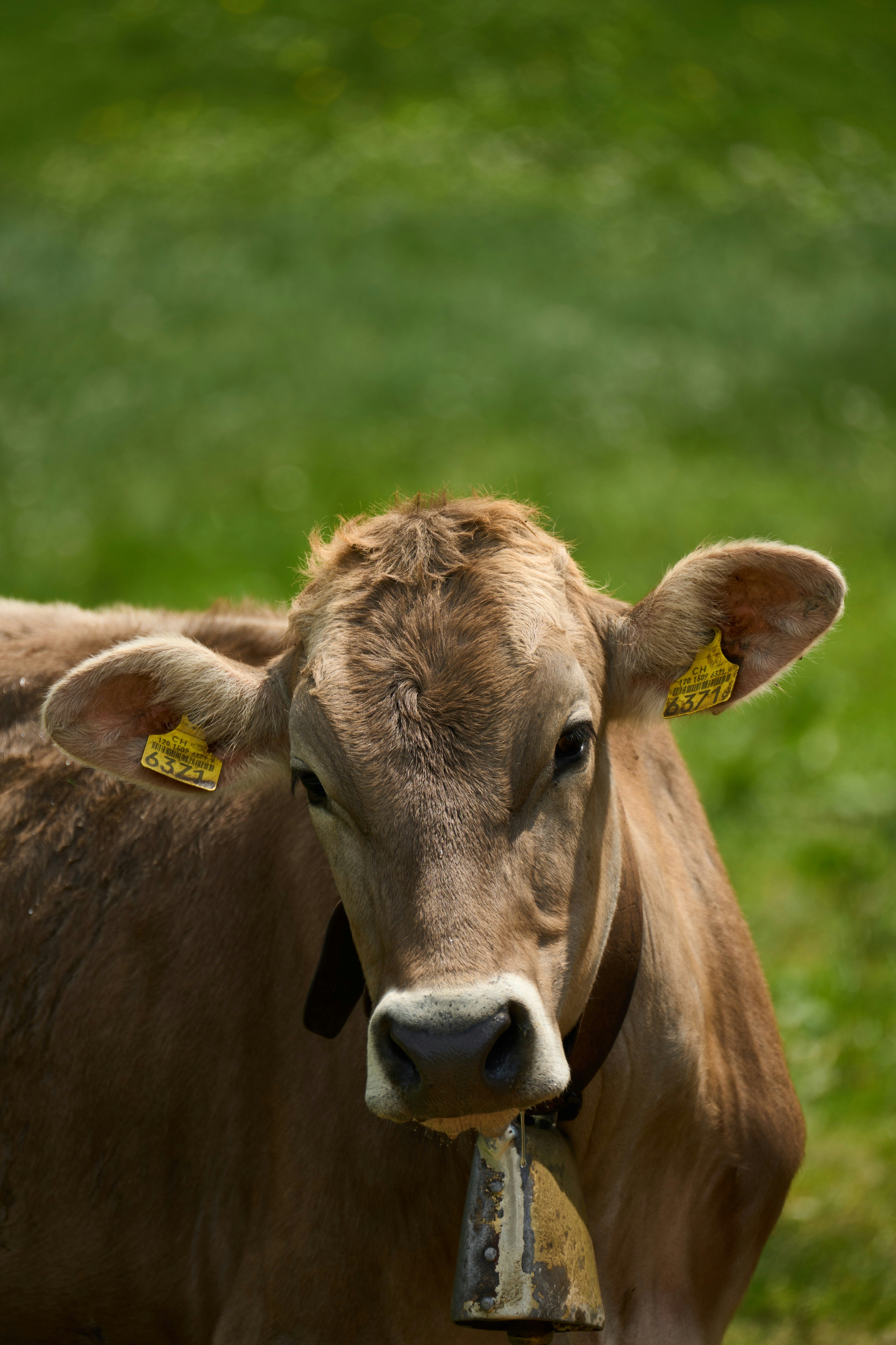 Photo by wolfgang_hasselmann