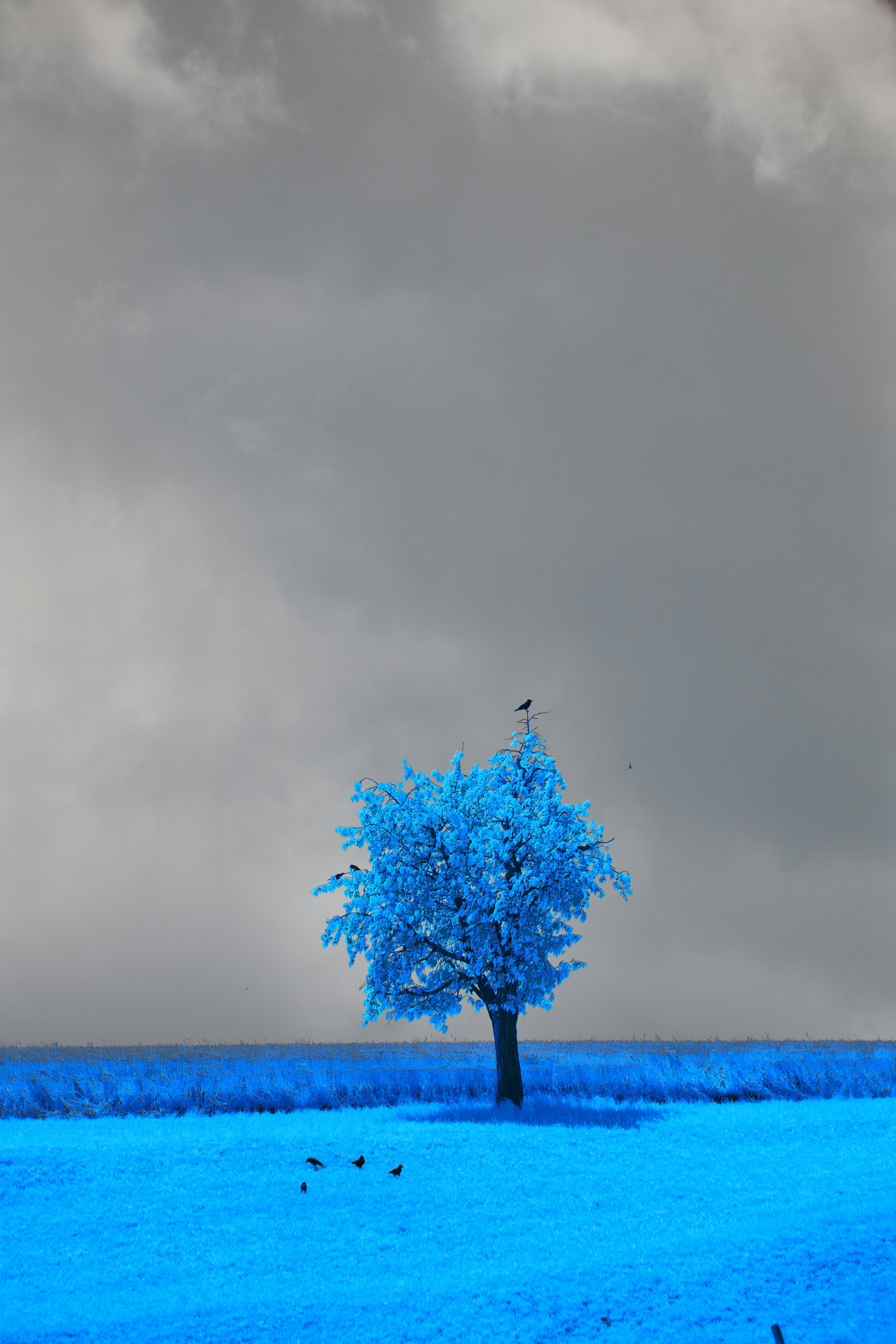 Photo by wolfgang_hasselmann