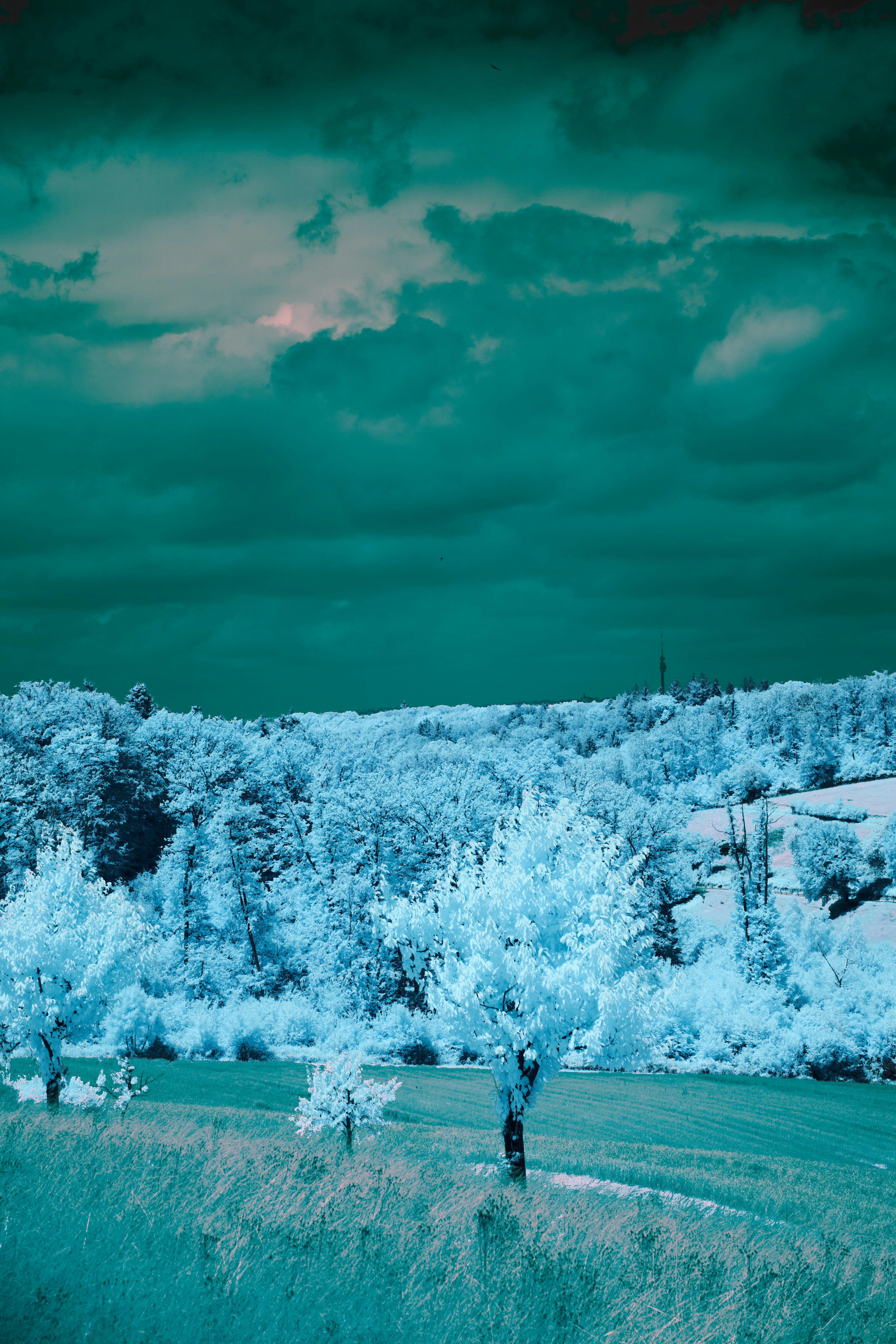 Photo by wolfgang_hasselmann